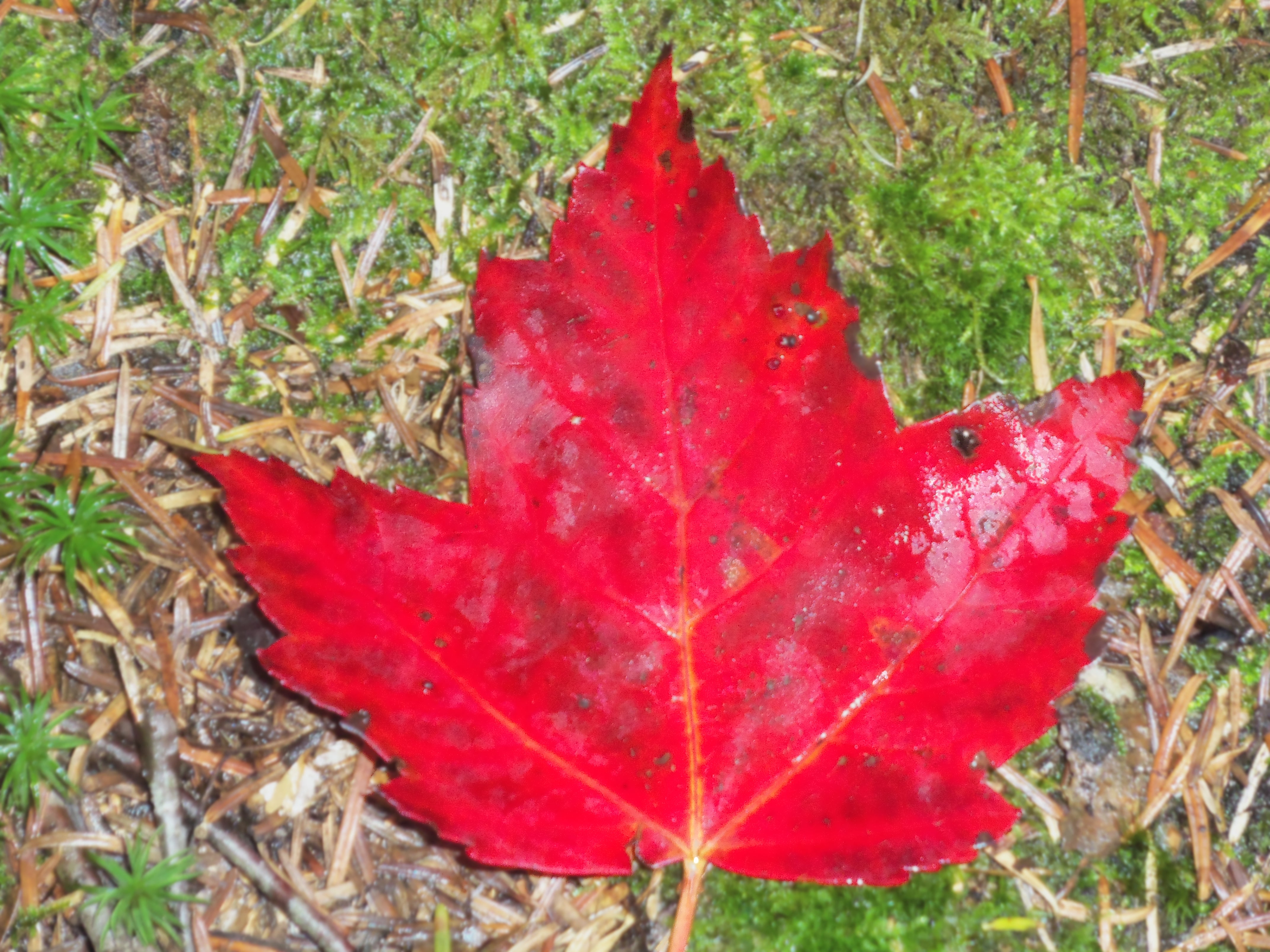 Red Maple leaf, Adirondacks