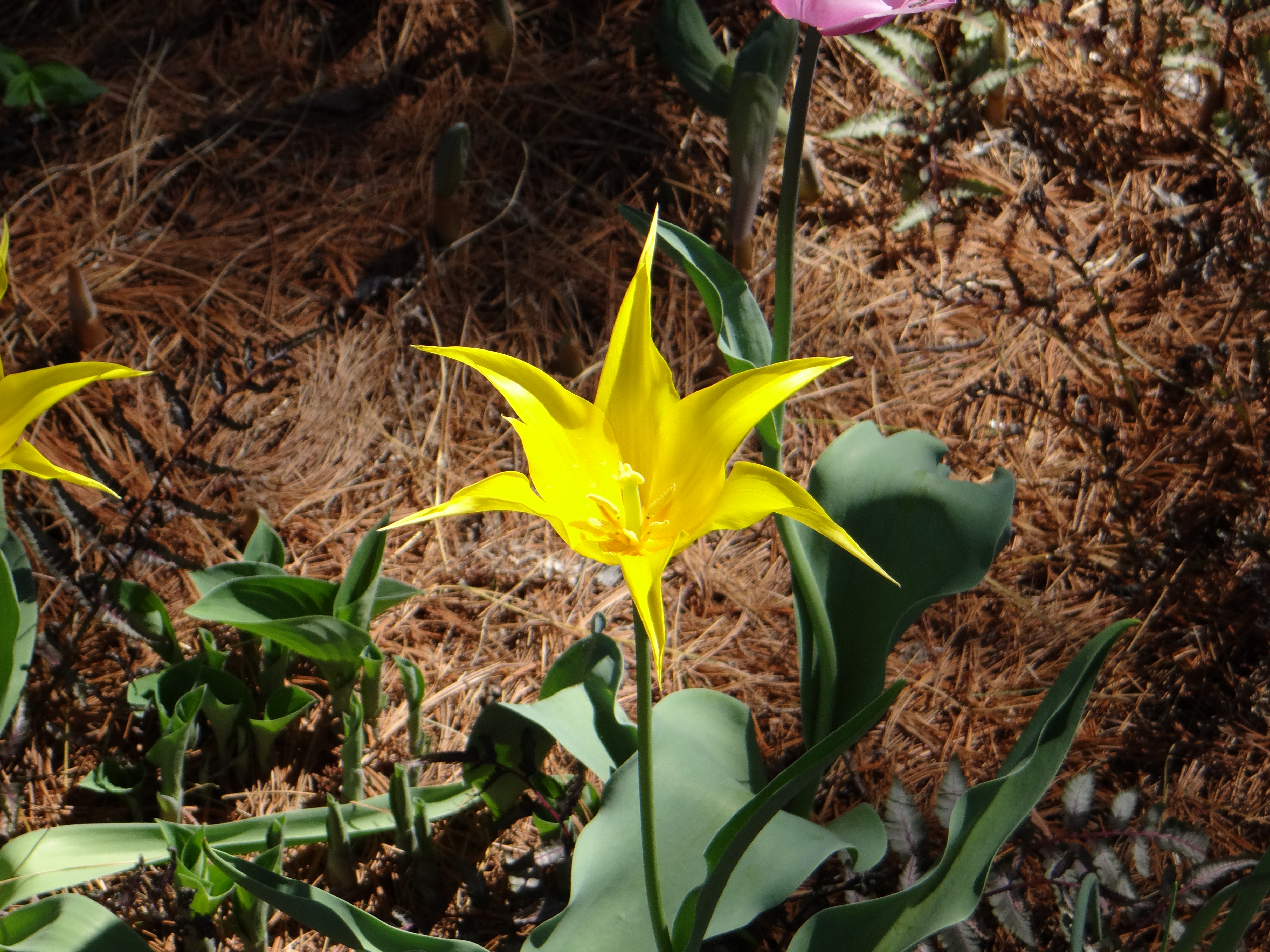 yellow star-shaped flower