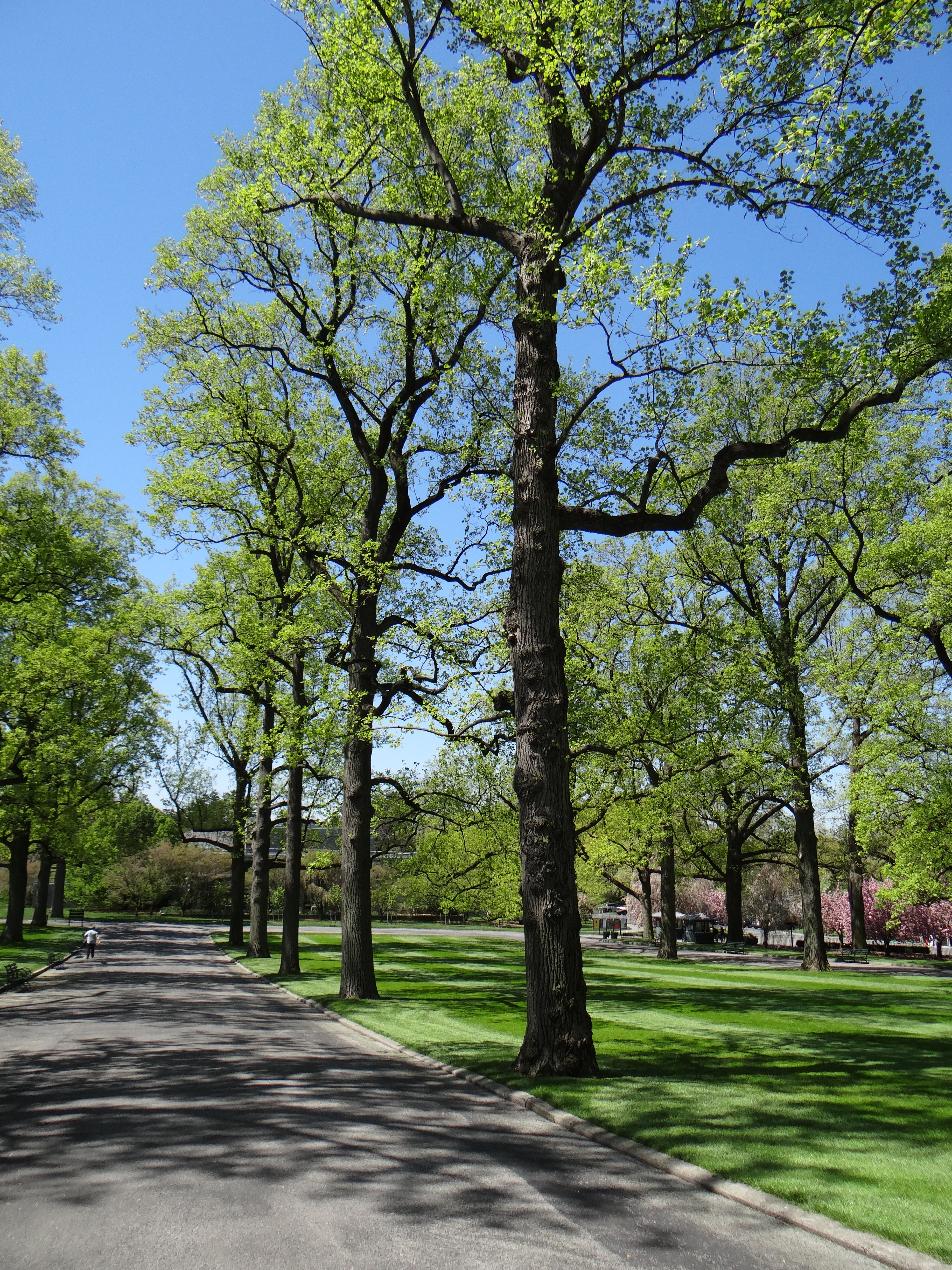 Tuliptree allee by library
