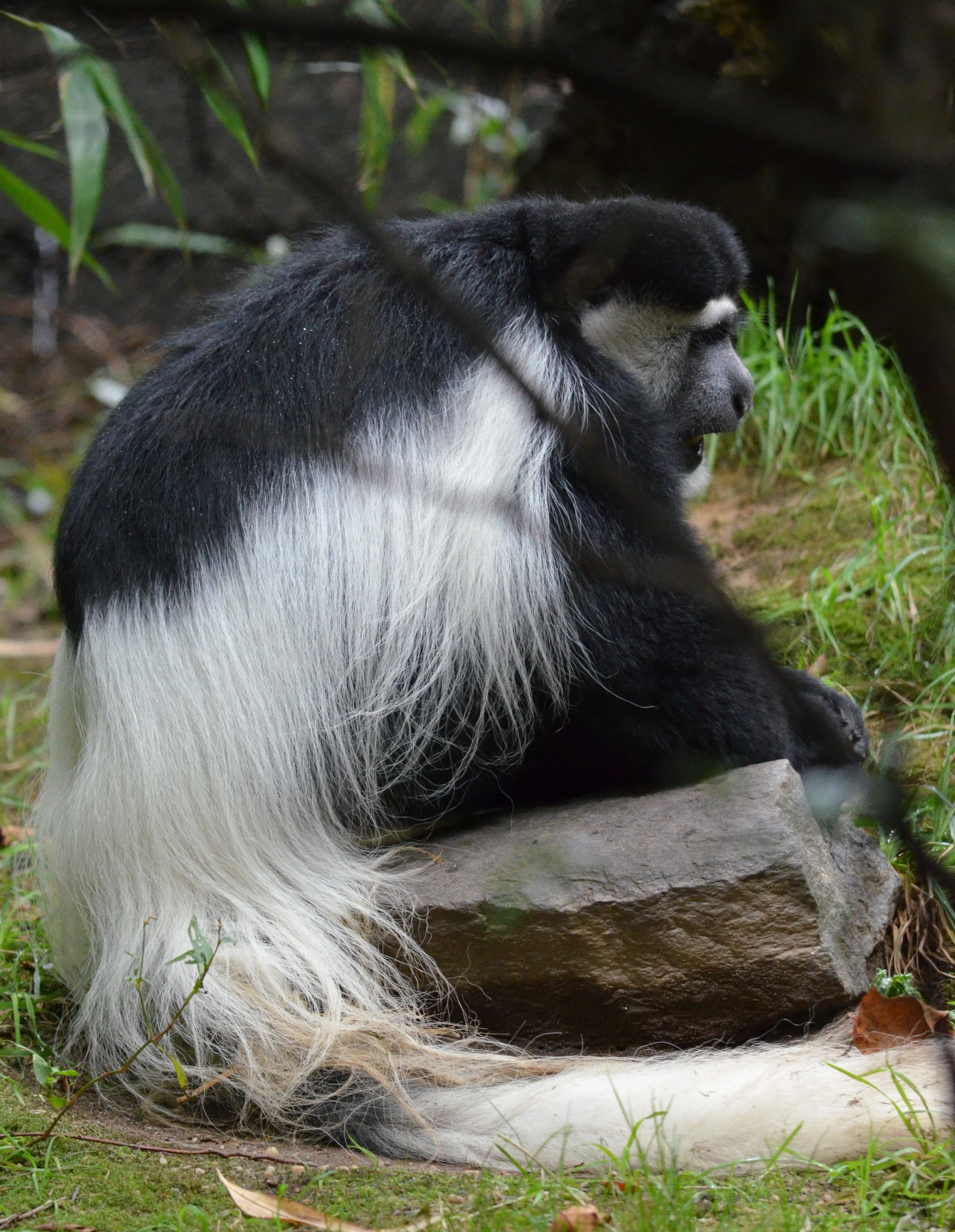 Black and White Colobus Monkey at Bronx Zoo