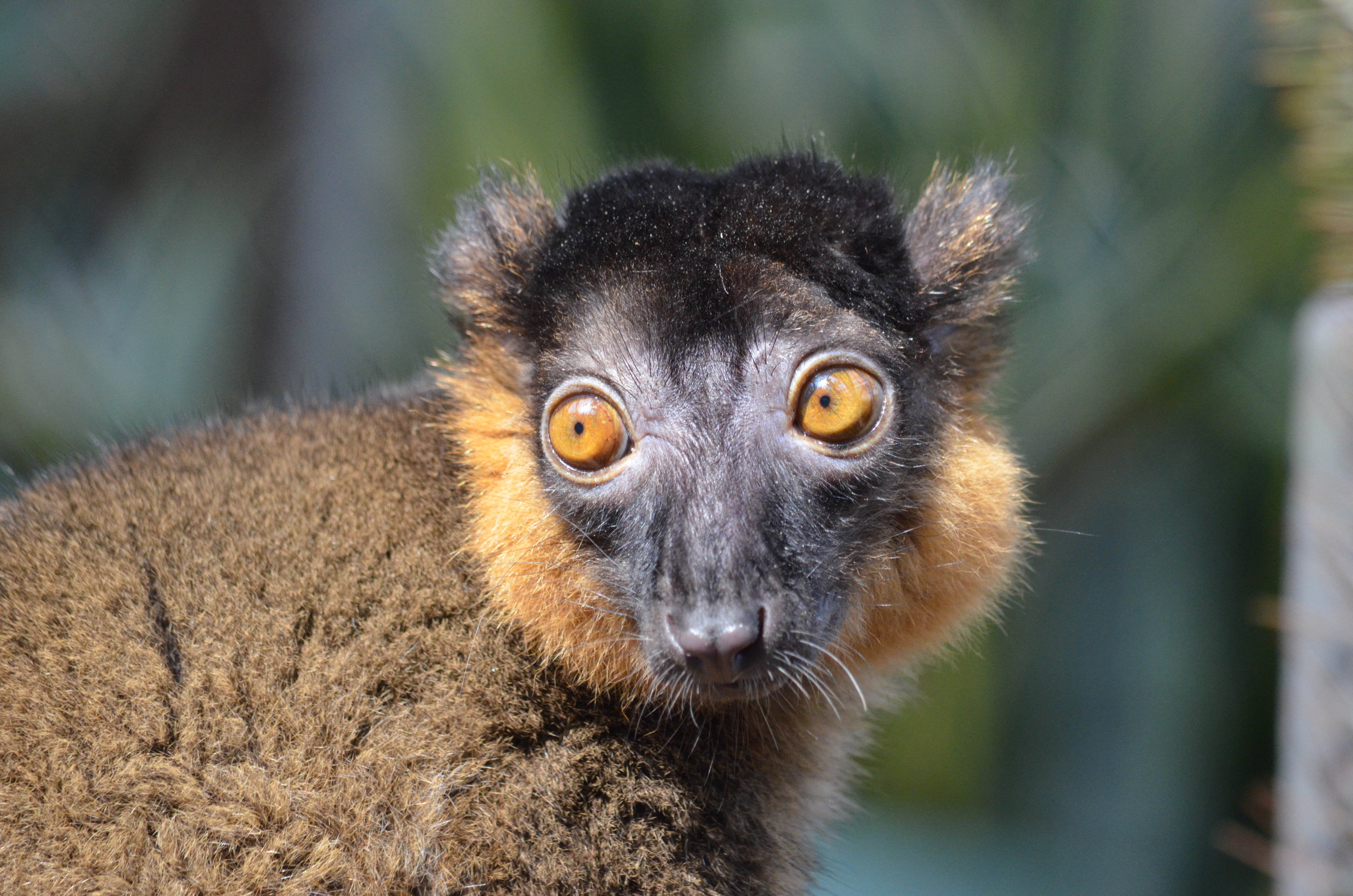 male Collared Lemur