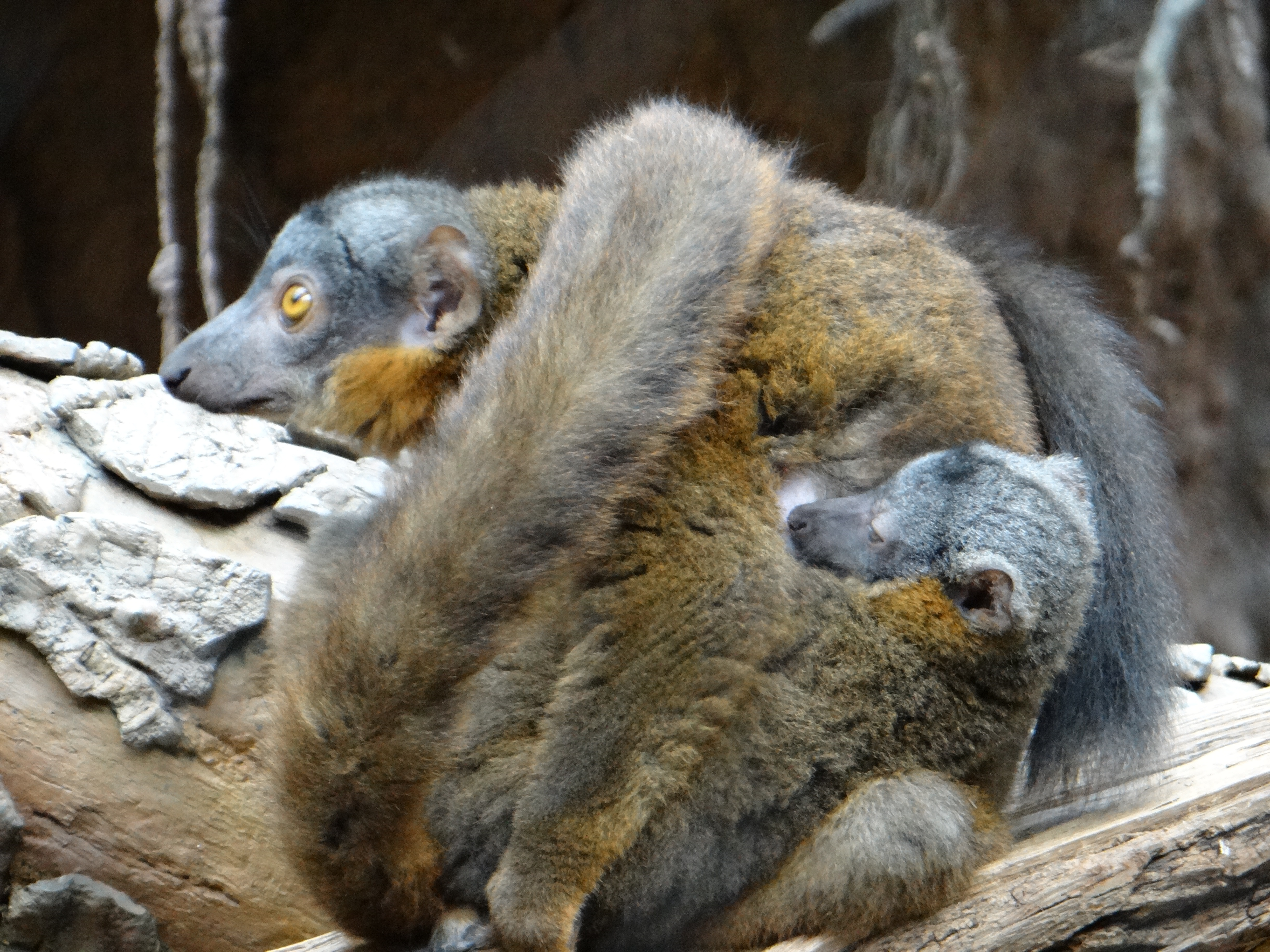 Collared Lemur and infant