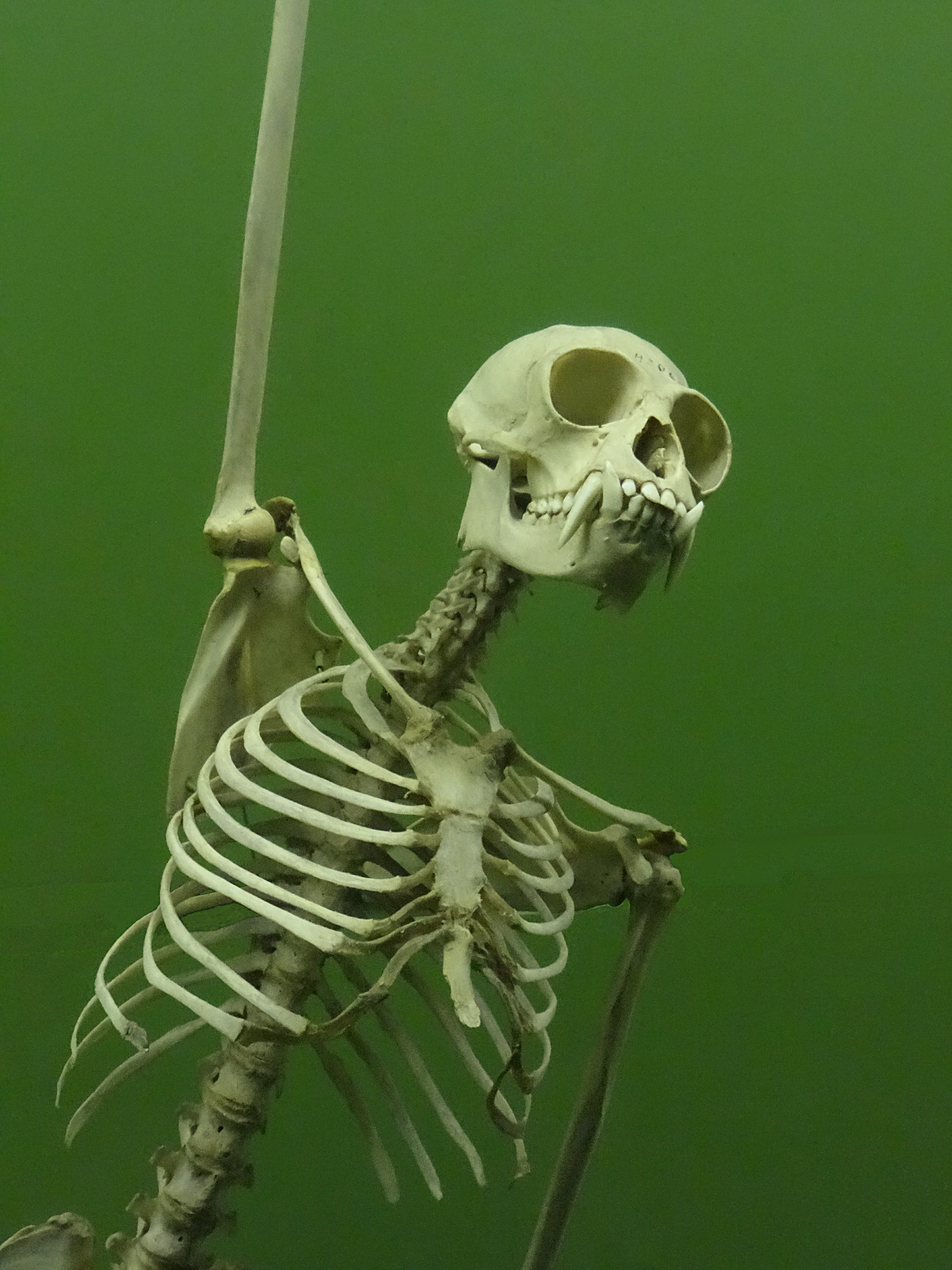 Gibbon skeleton at AMNH