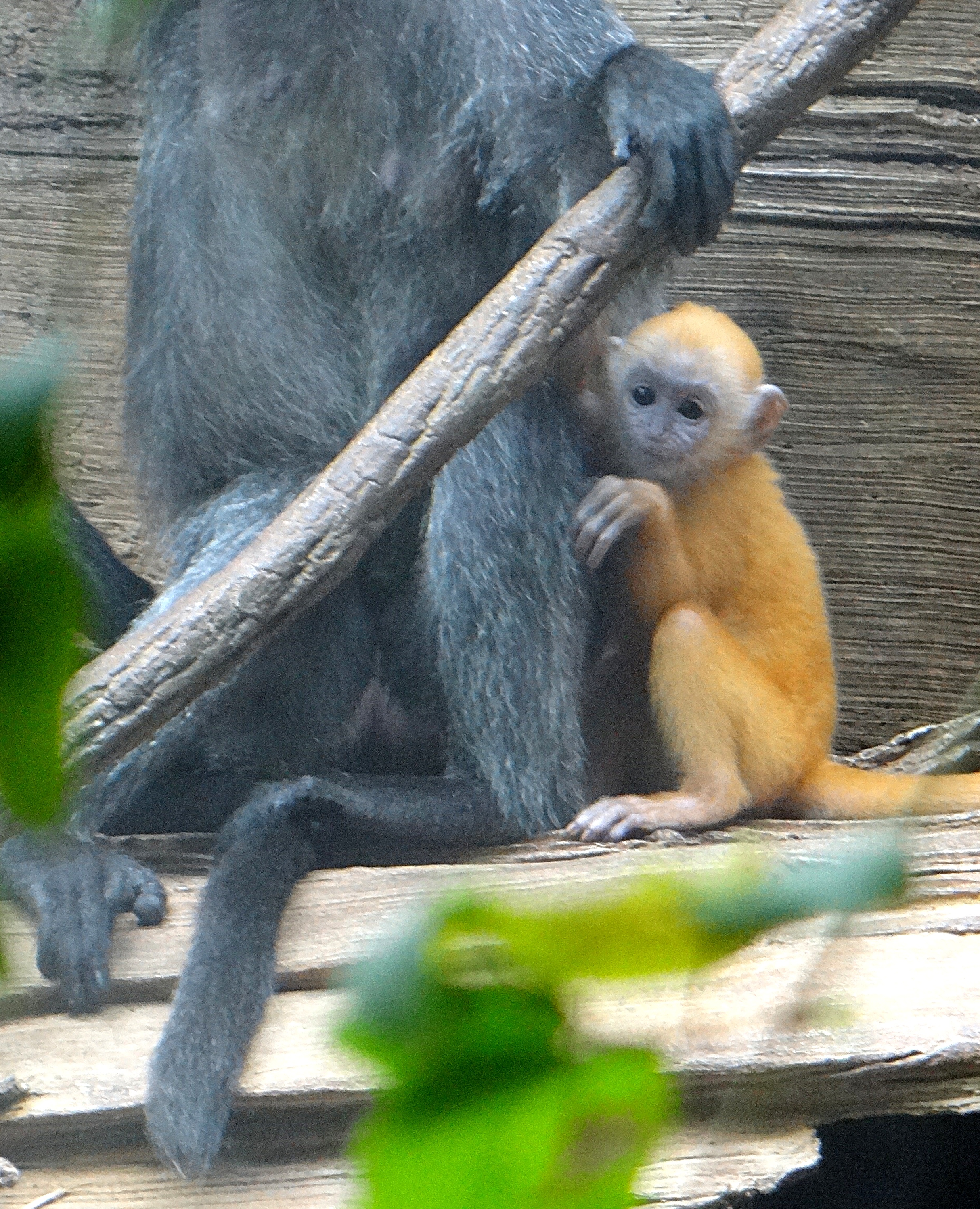 Silvered Leaf Monkey young