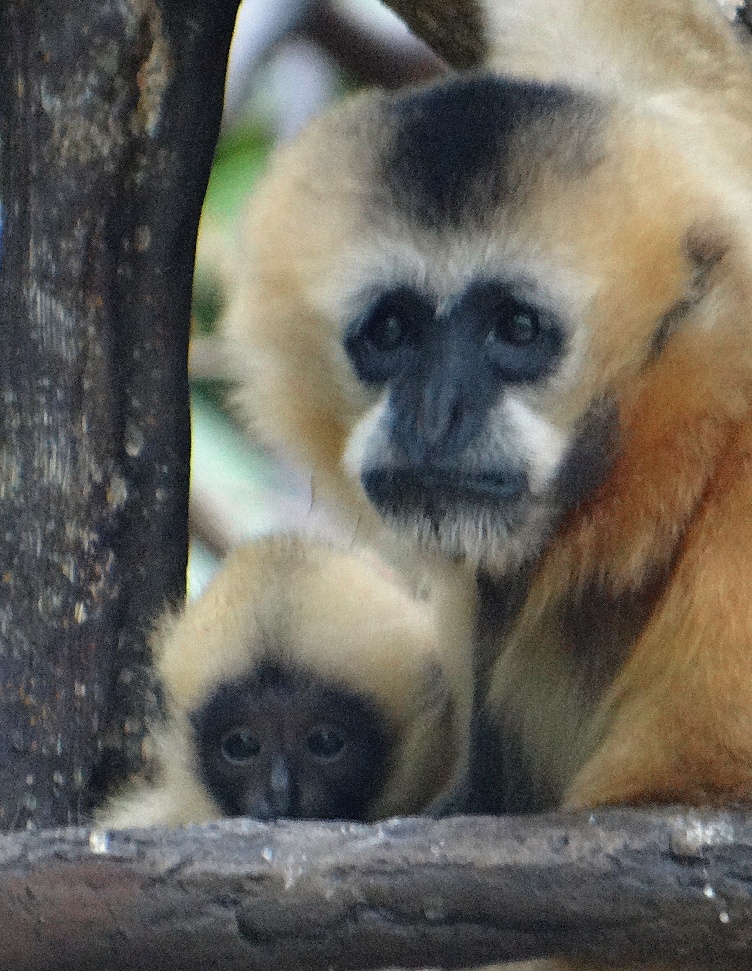 White-cheeked gibbon with young