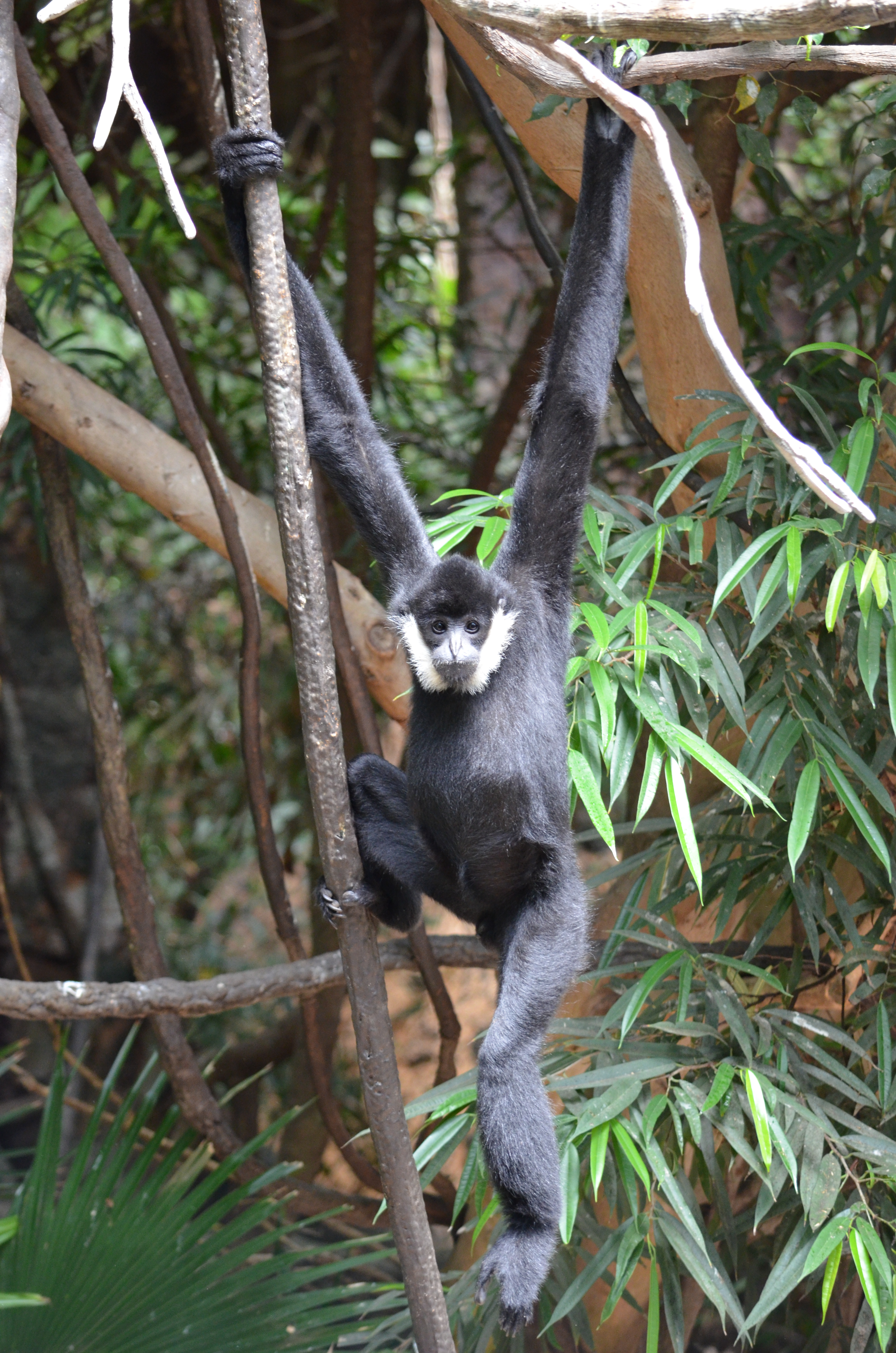 male White-cheeked Gibbon