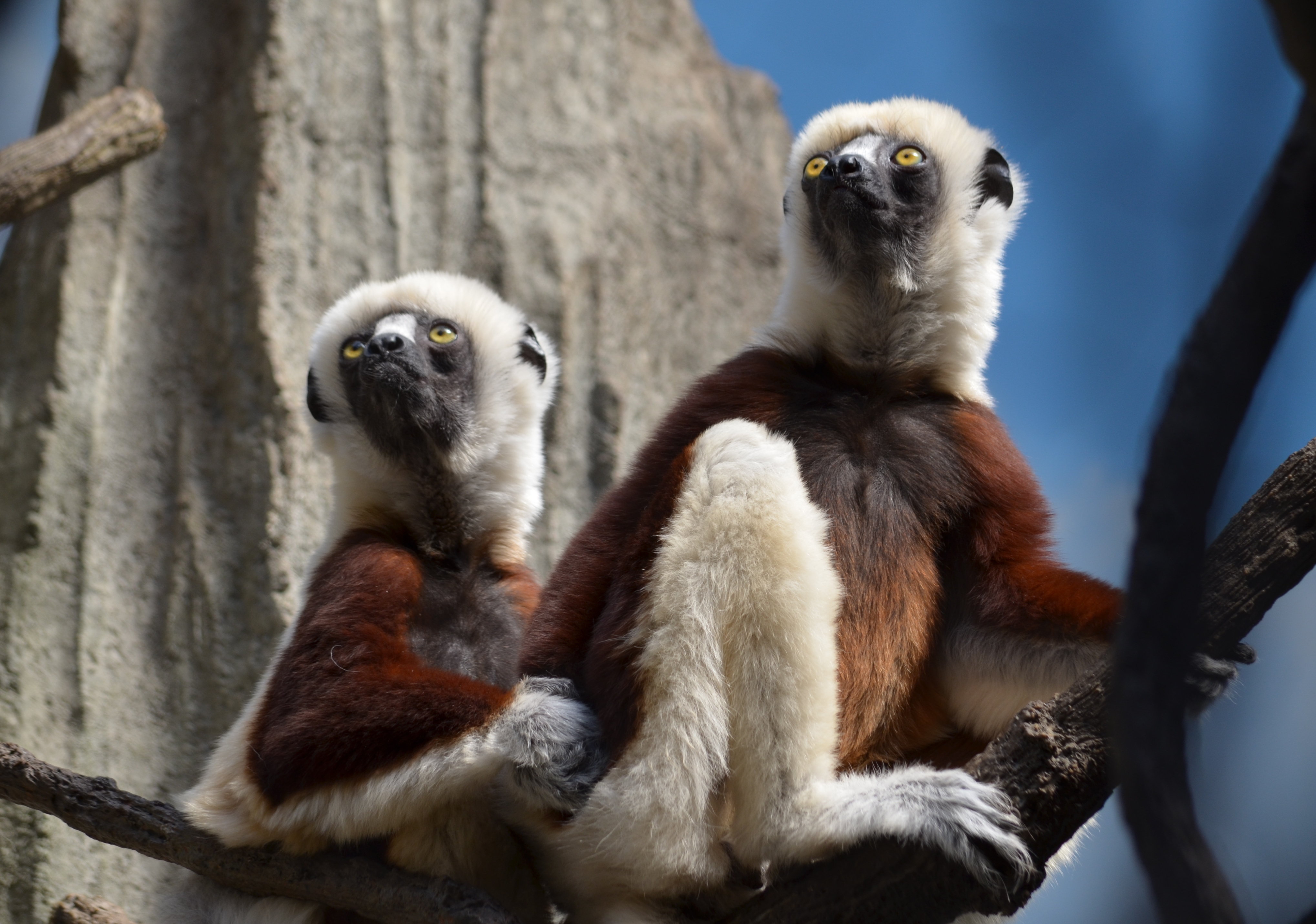 Coquerel's Sifaka at the Bronx Zoo