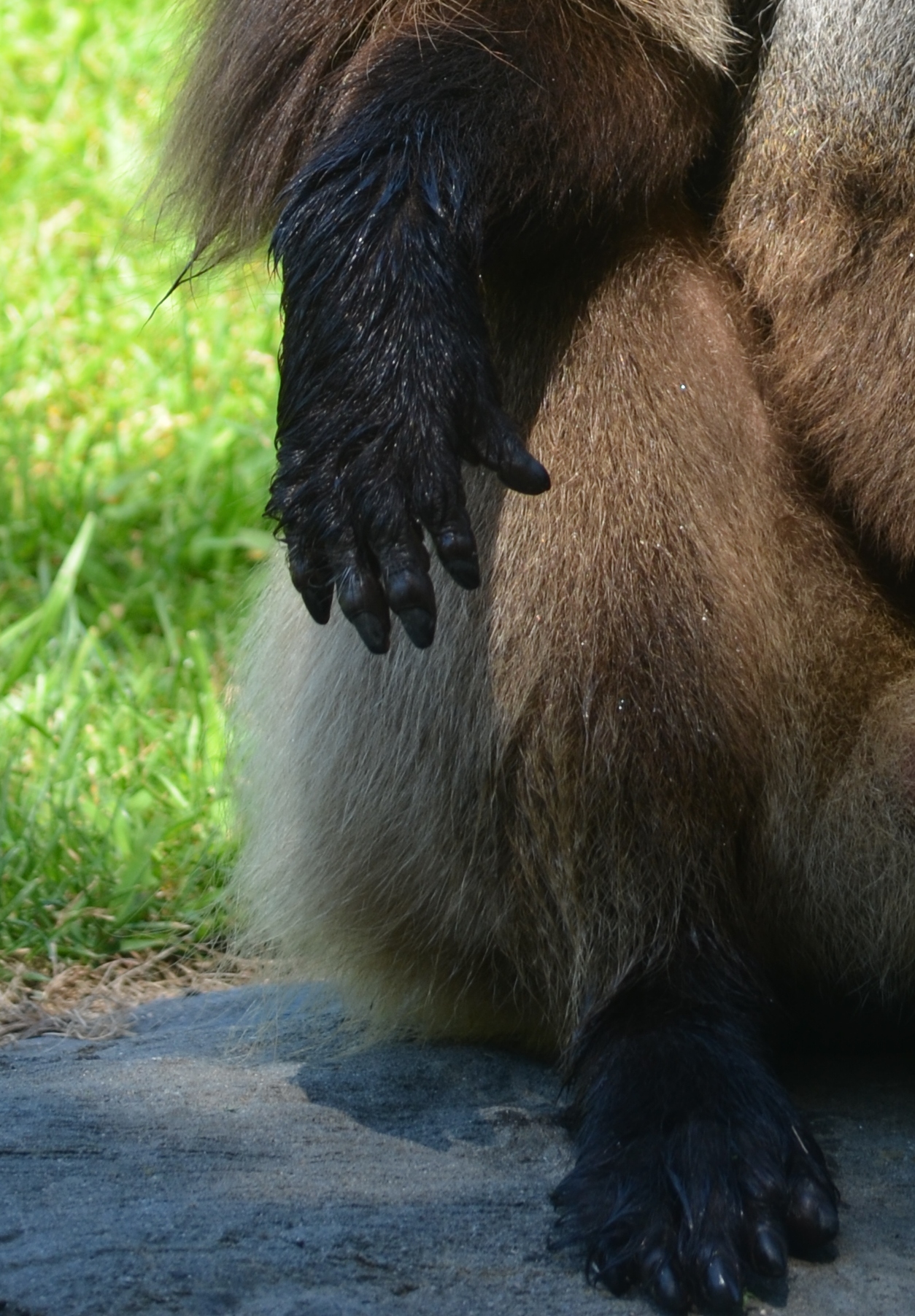 Gelada hand and foot