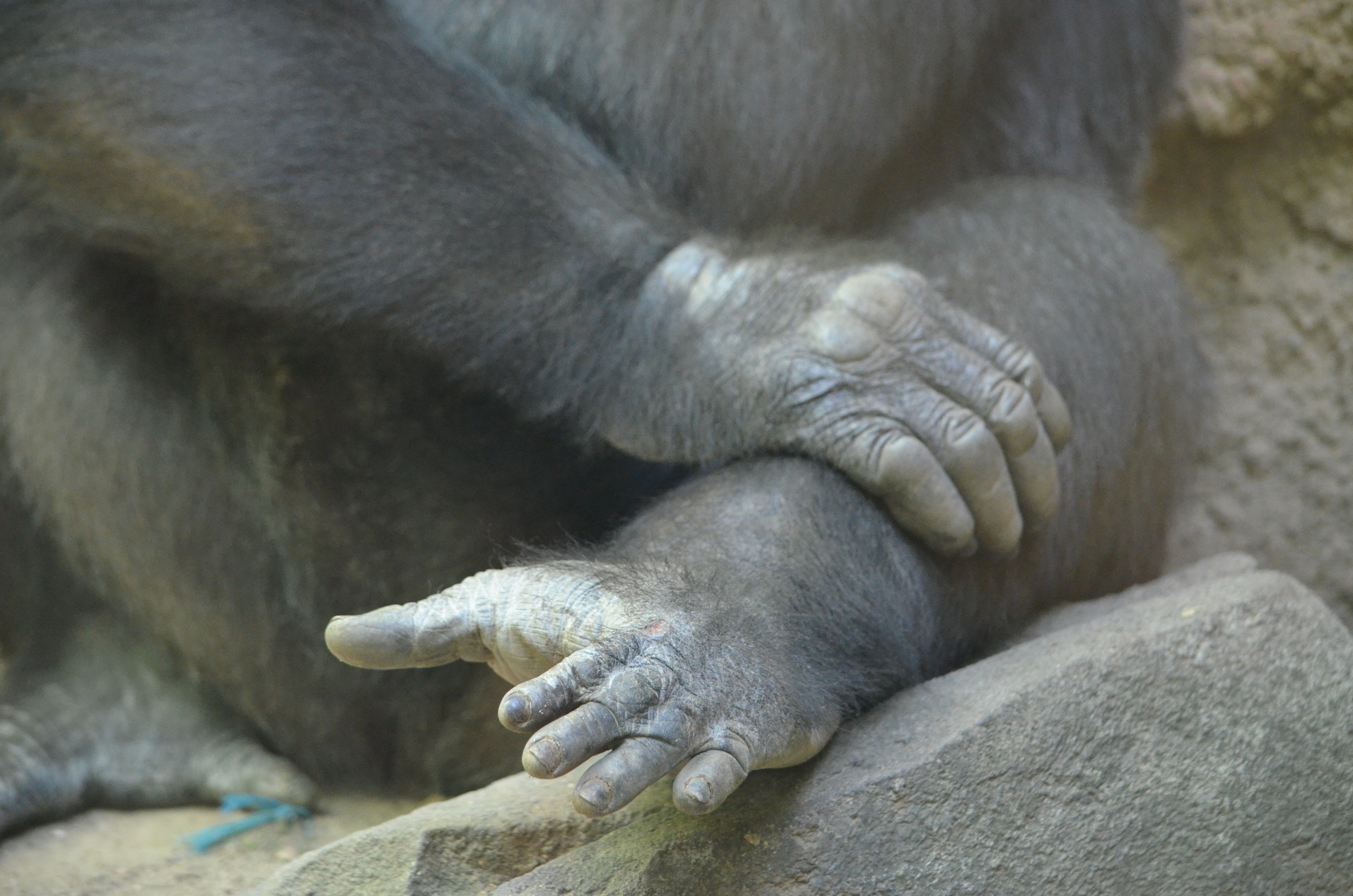 Gorilla knuckles