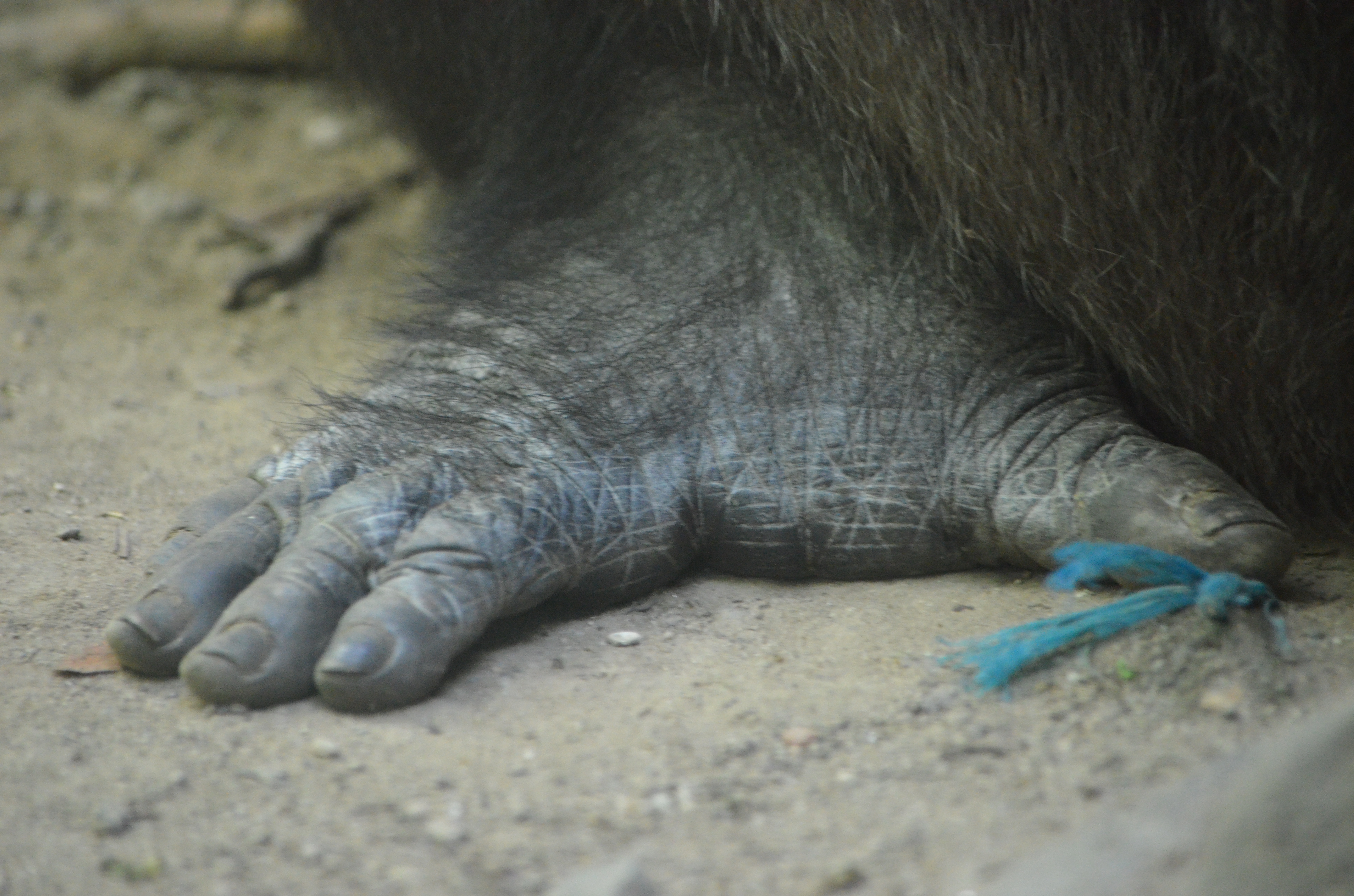 Gorilla foot