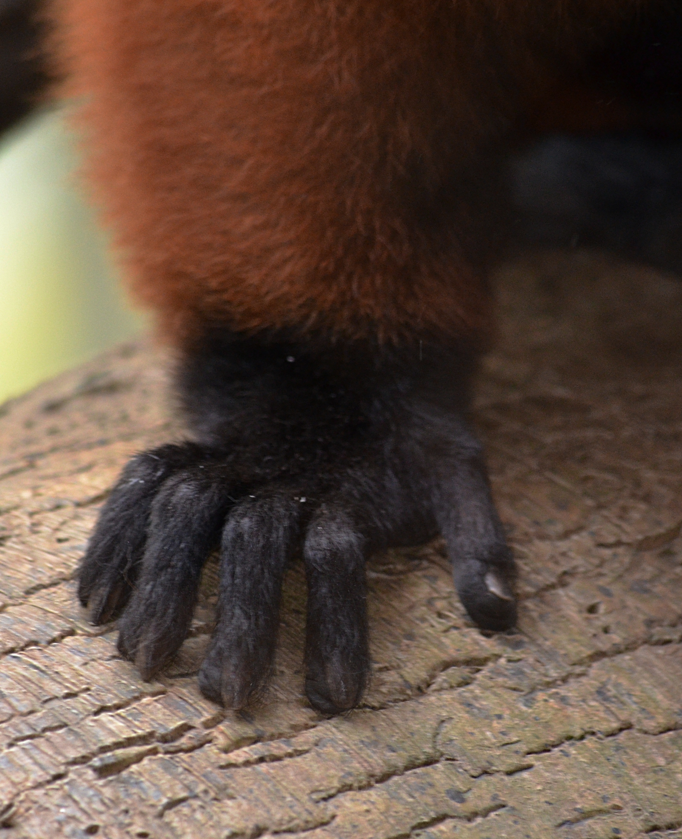 Red ruffed Lemur hand