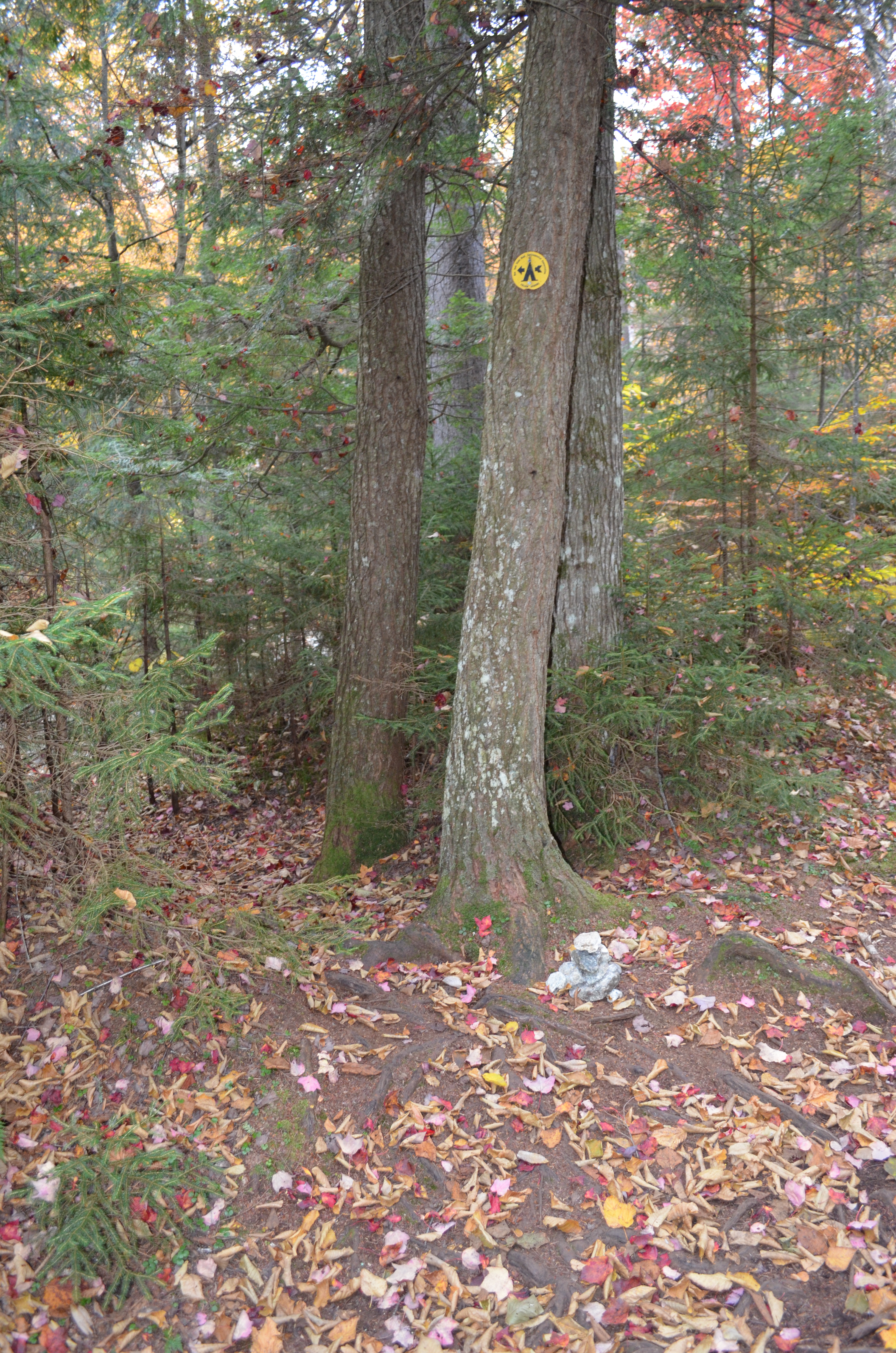 Yellow DEC Camping disc, marking site #1