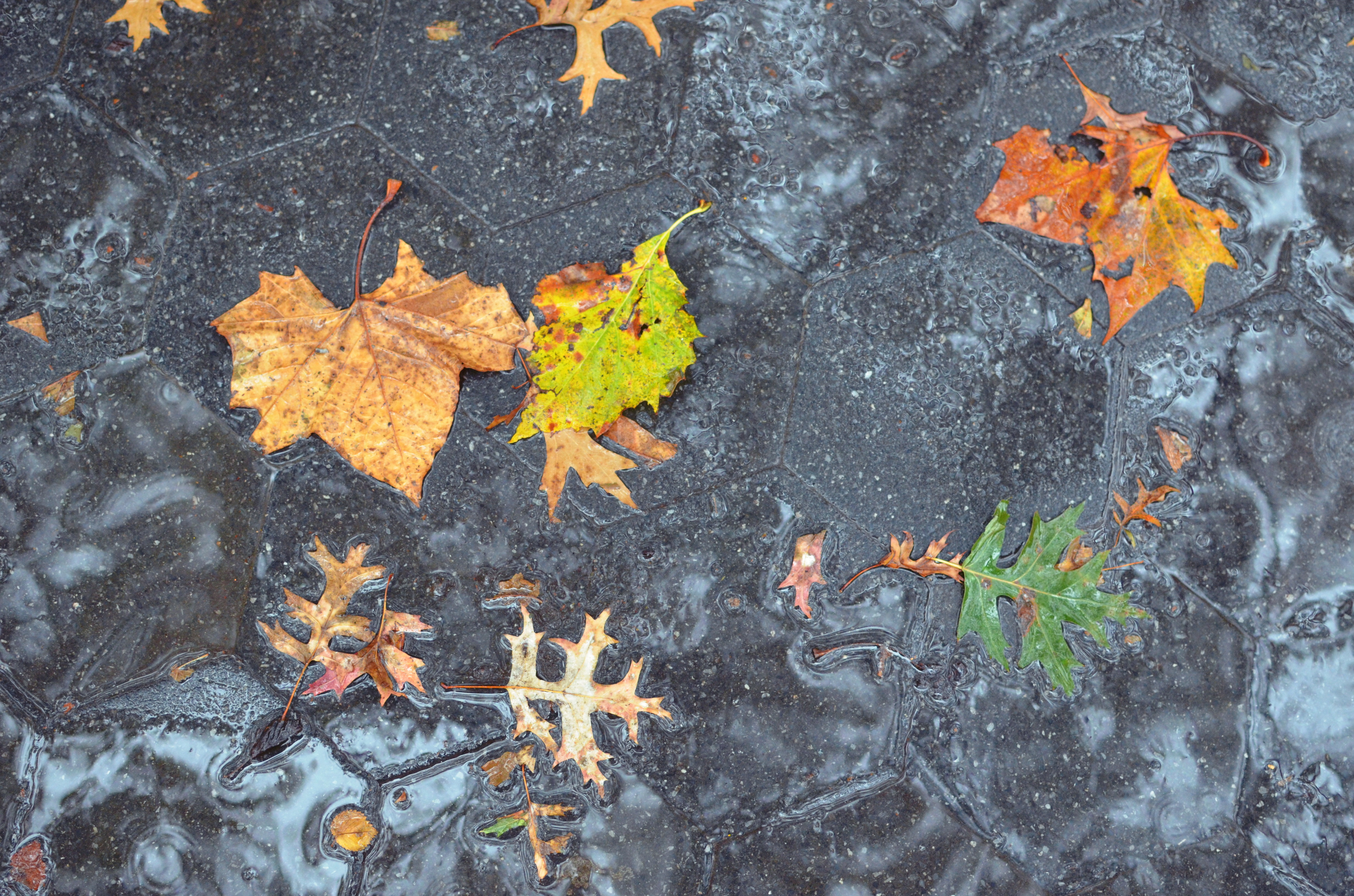 leaves in Washington Square Park