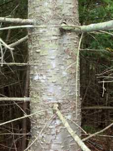 Balsam Fir bark