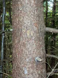 Red Spruce bark