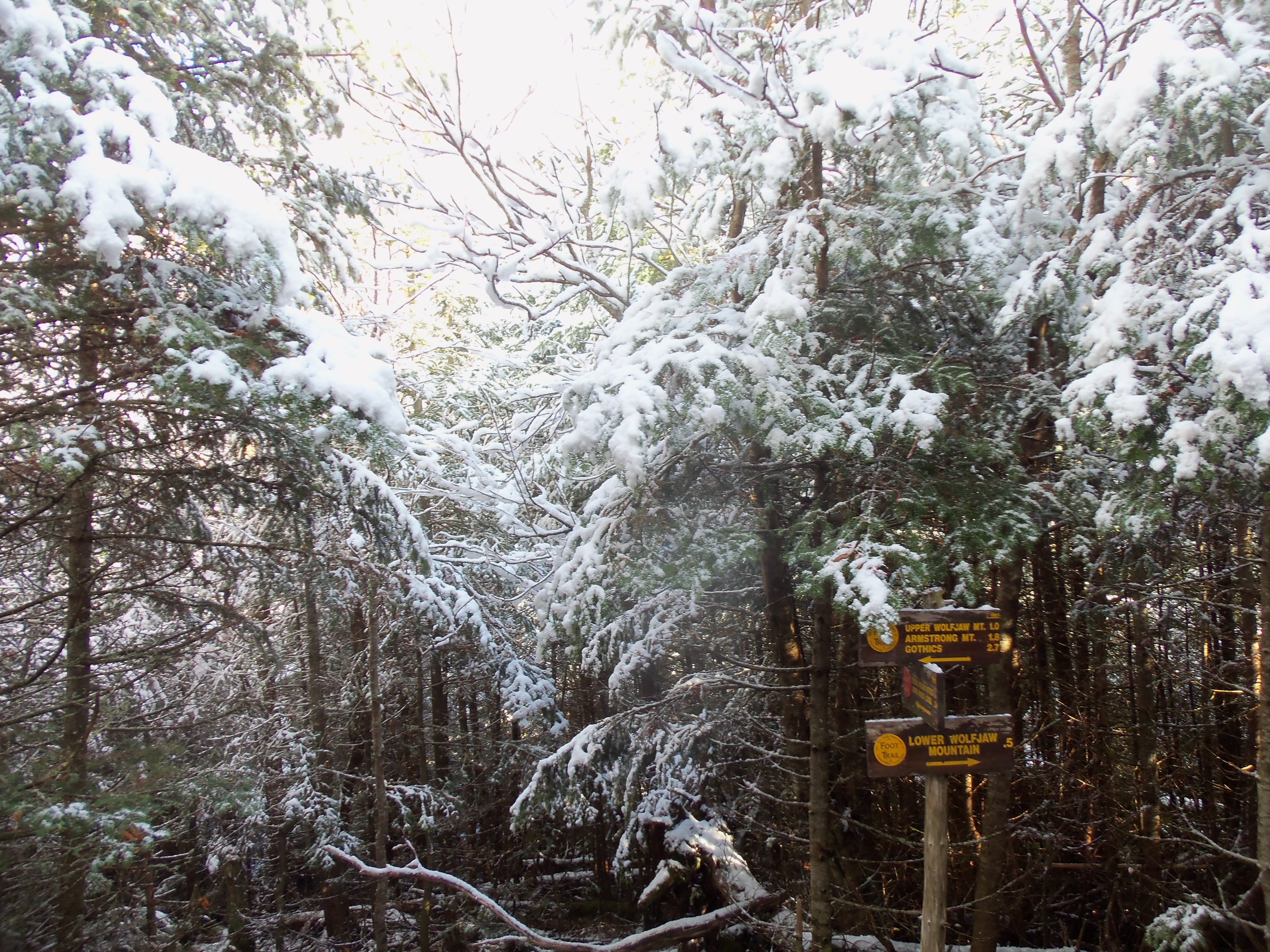 Wolfjaws col trail marker in snow