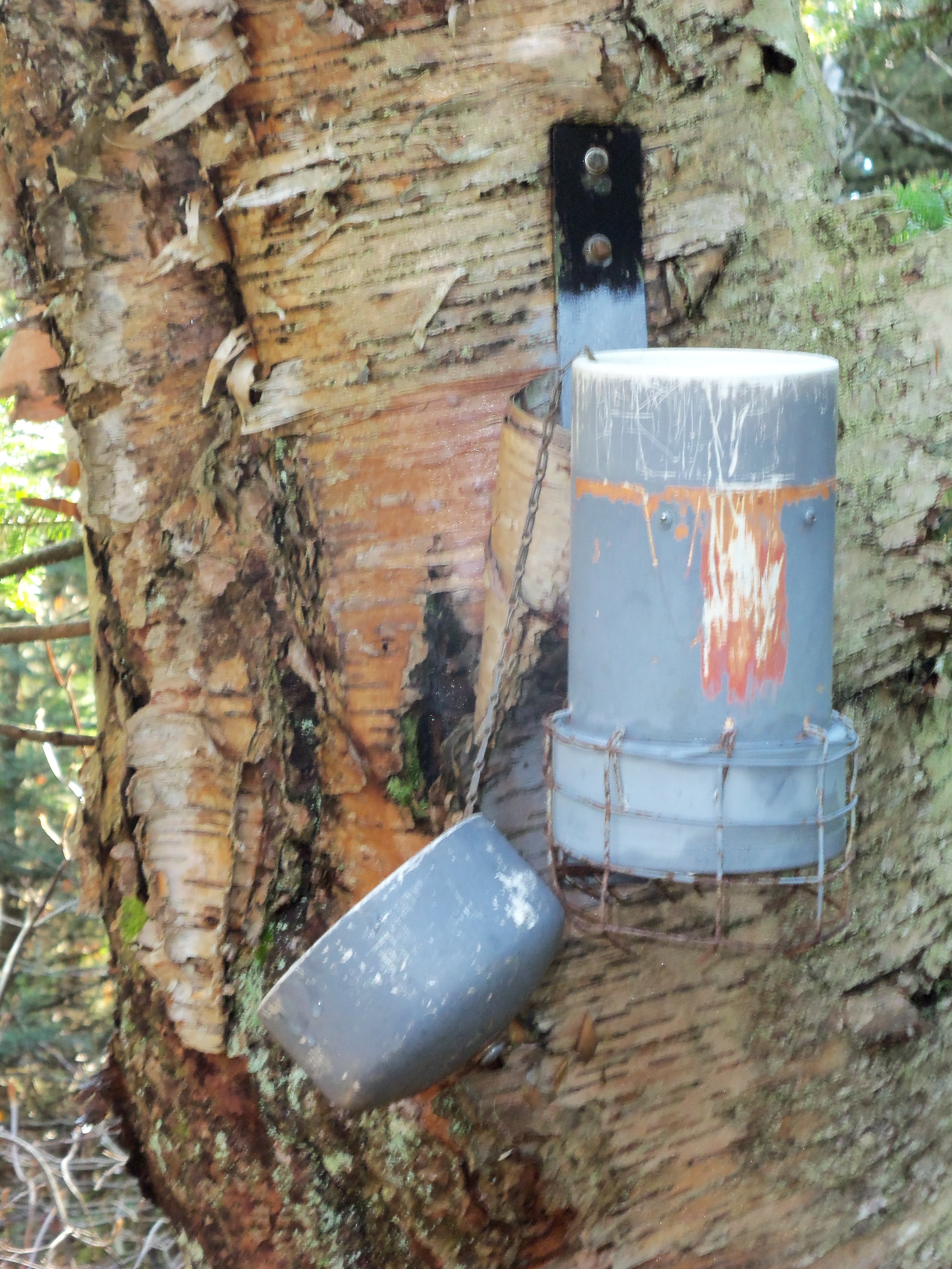 Summit canister on Balsam Cap, in the Catskills