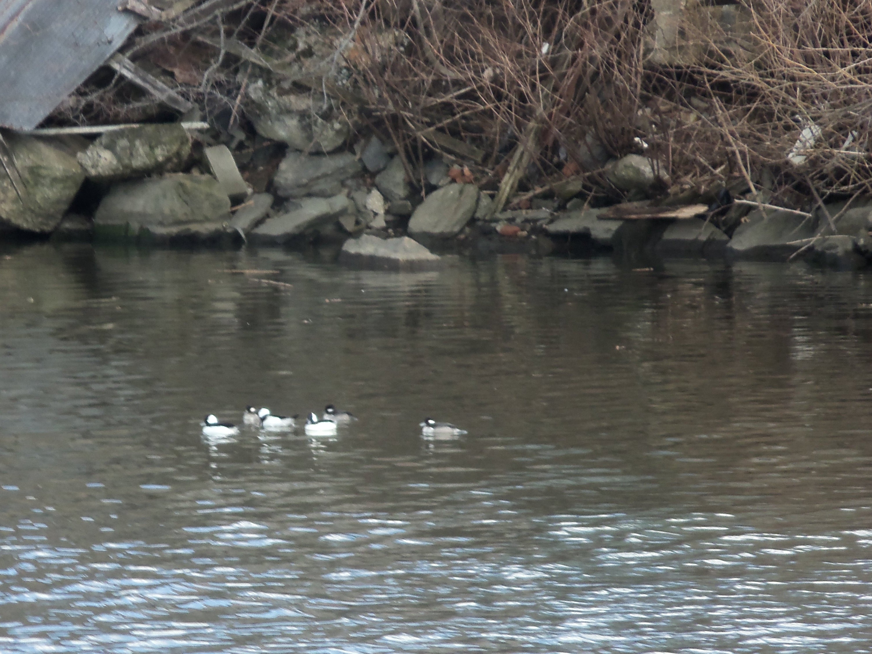 Buffleheads on the Bronx River