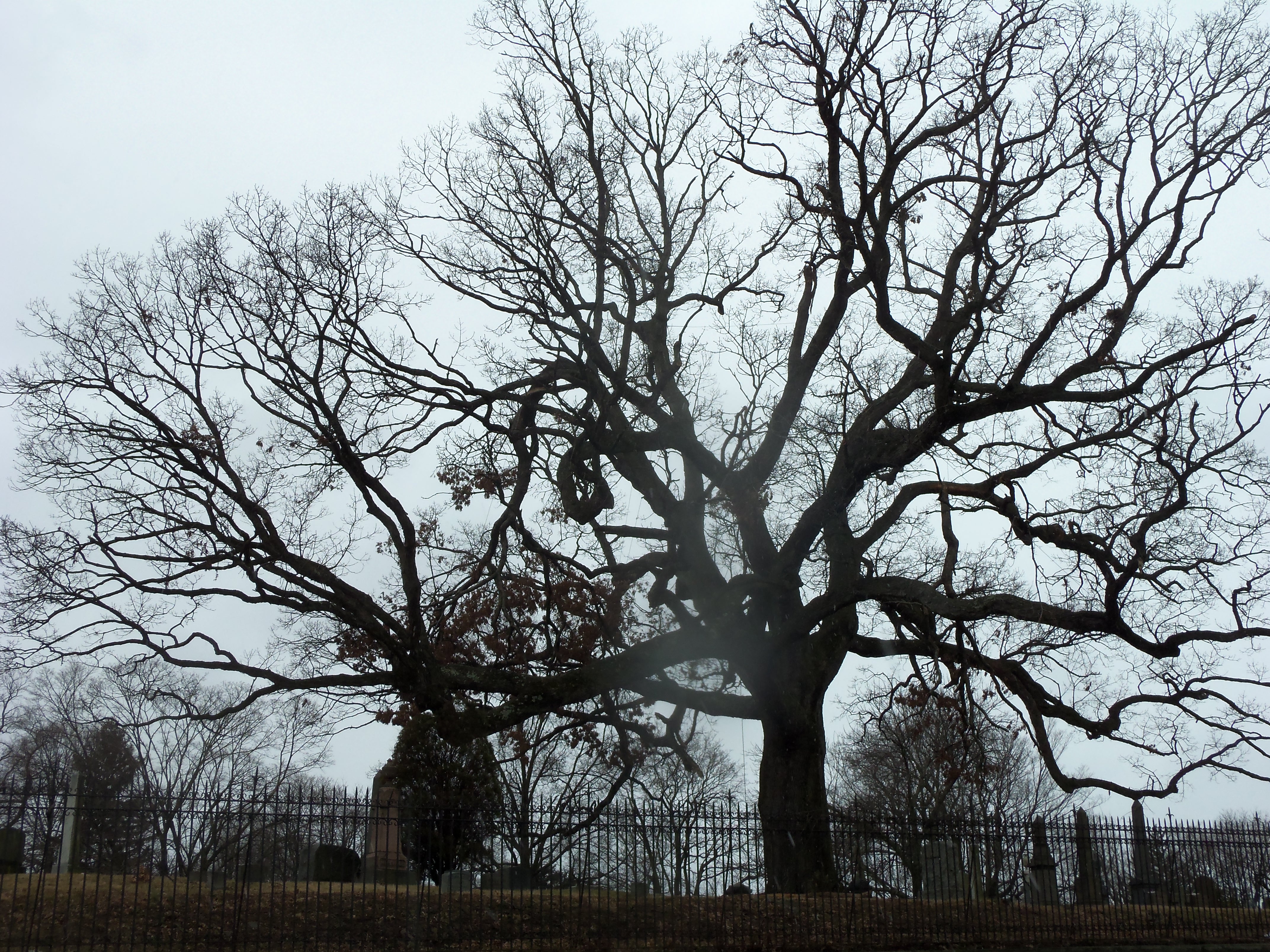 White Oak at Woodlawn, one of the Great Trees