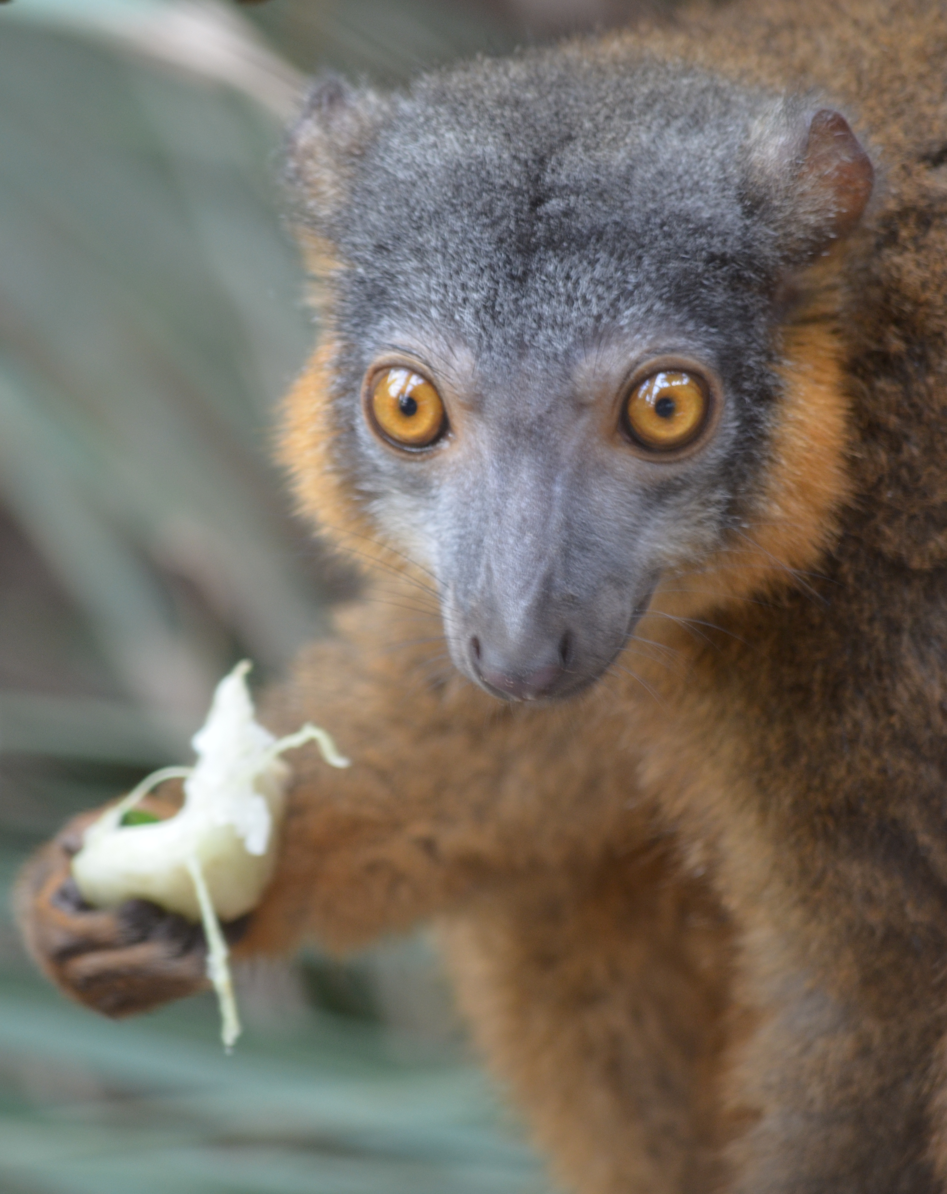 female Collared Lemur at Bronx Zoo