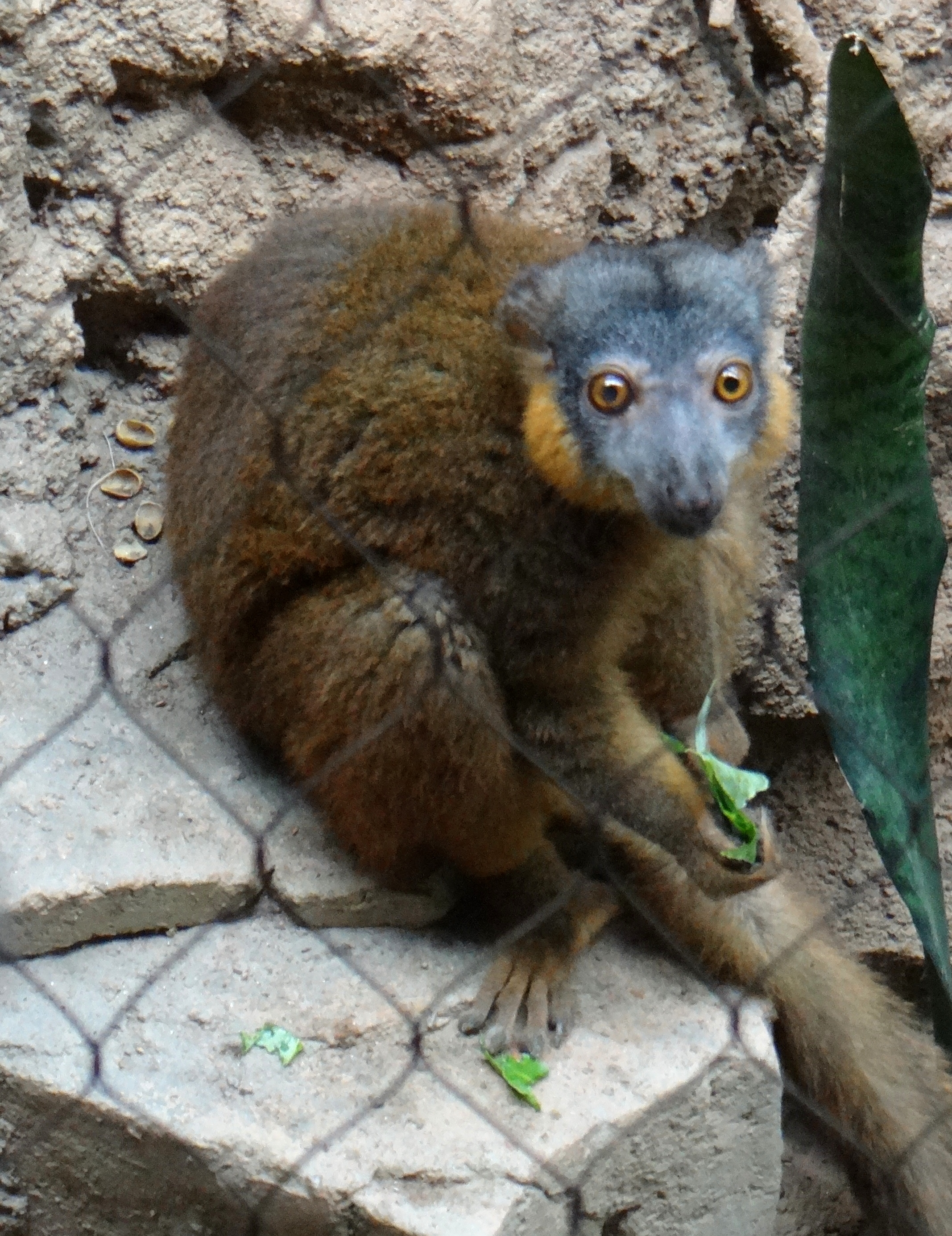 Collared Lemur female eating