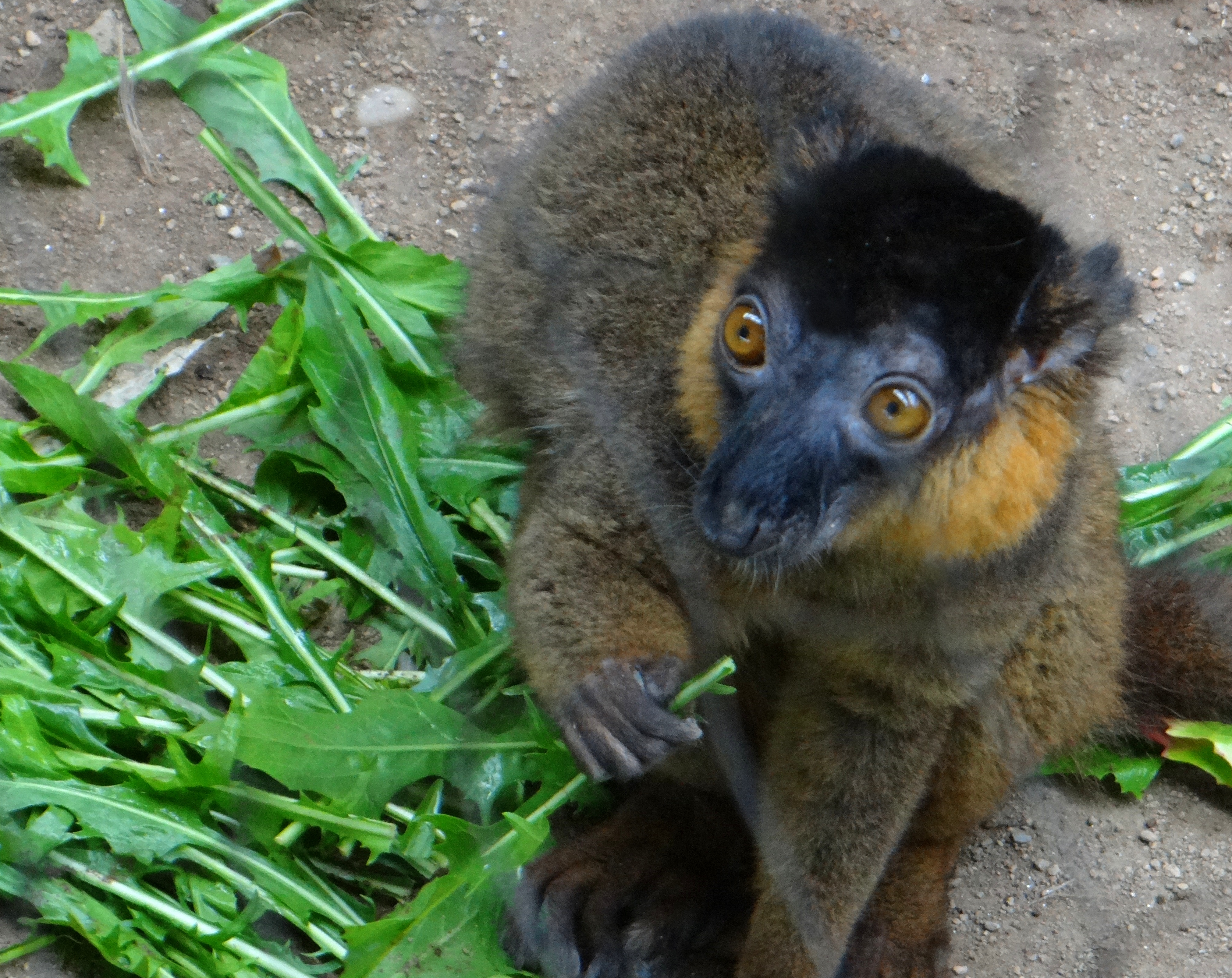 Collared Lemur male eating