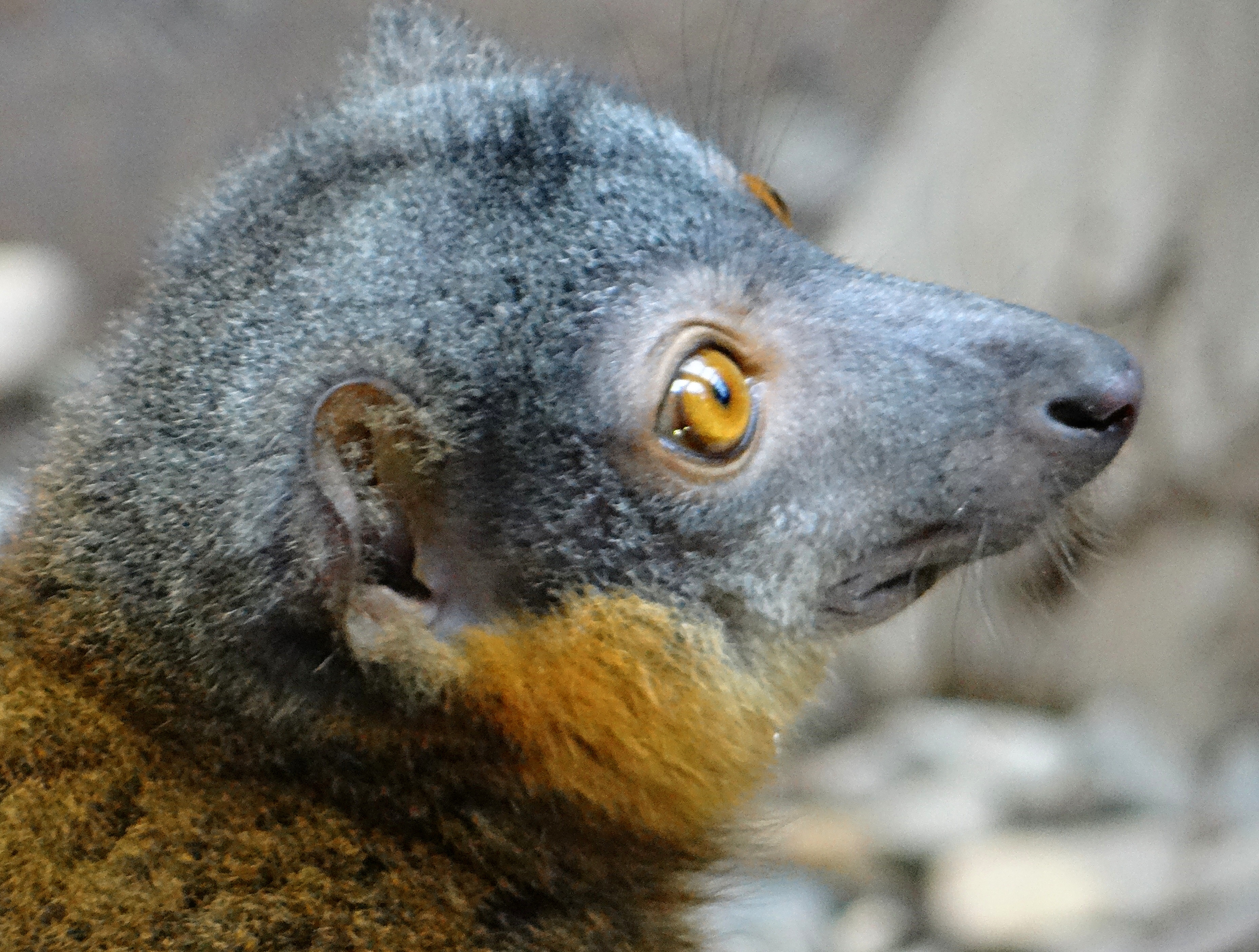 Collared Lemur female