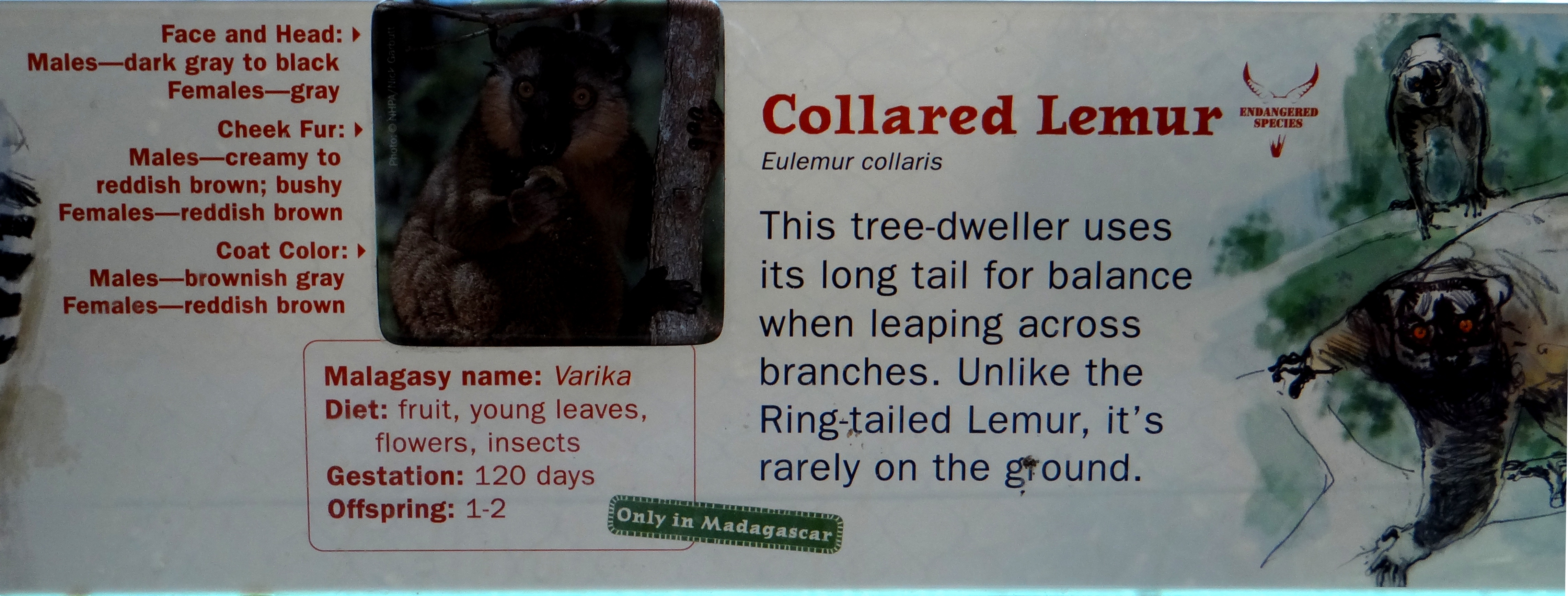 Collared Lemur sign at Bronx Zoo
