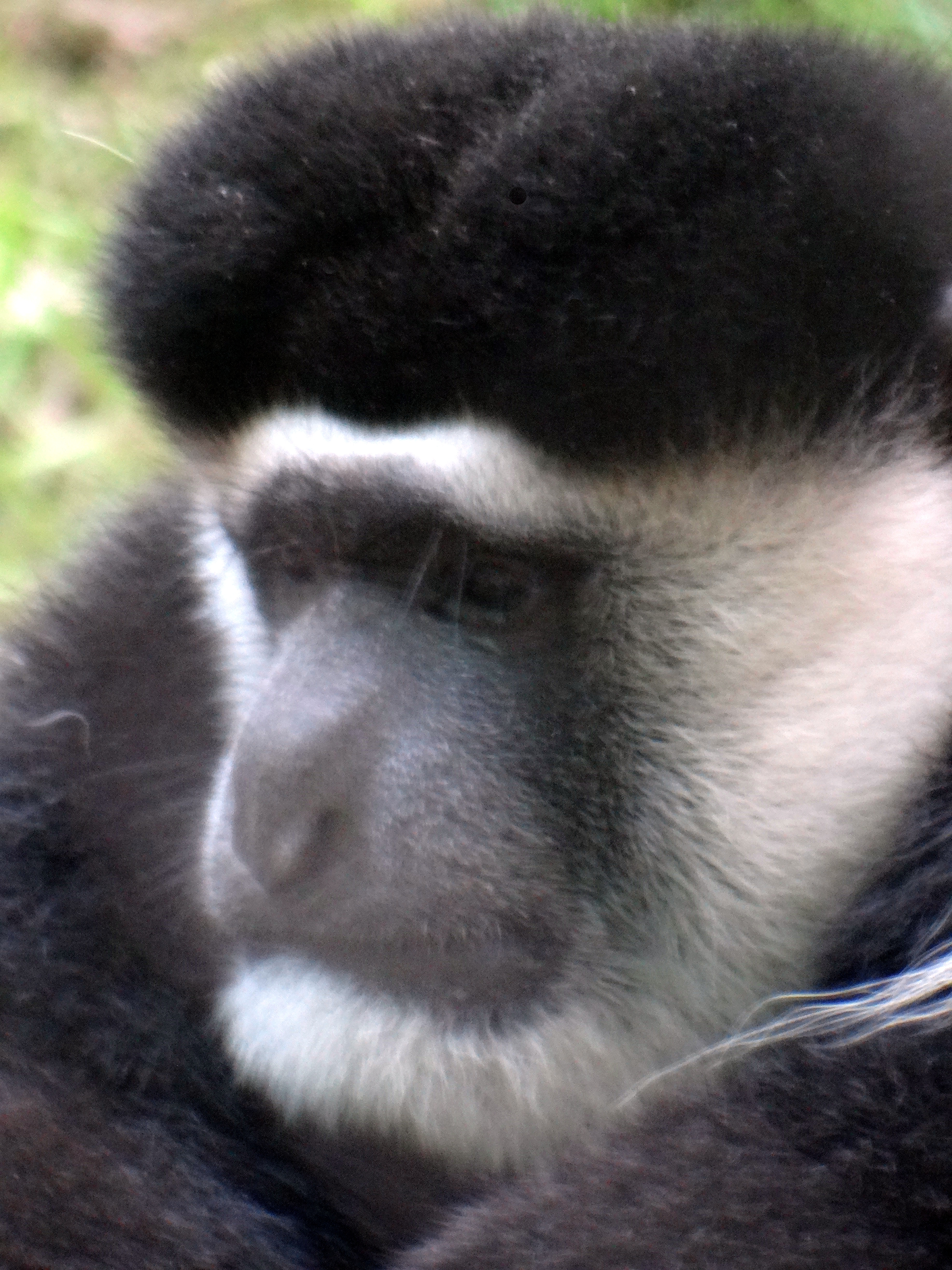 Colobus Monkey at Bronx Zoo, Congo Gorilla Forest exhibit