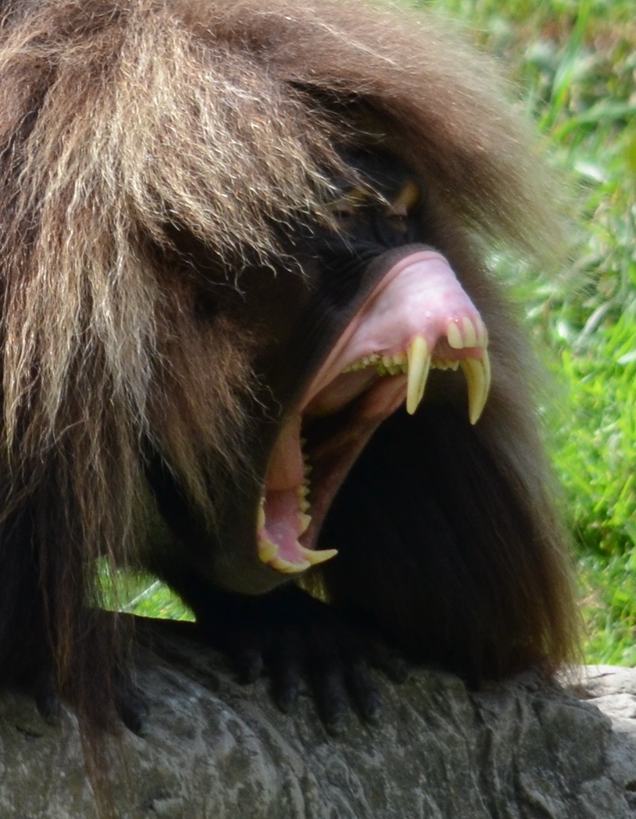 Gelada Baboon teeth, large canines