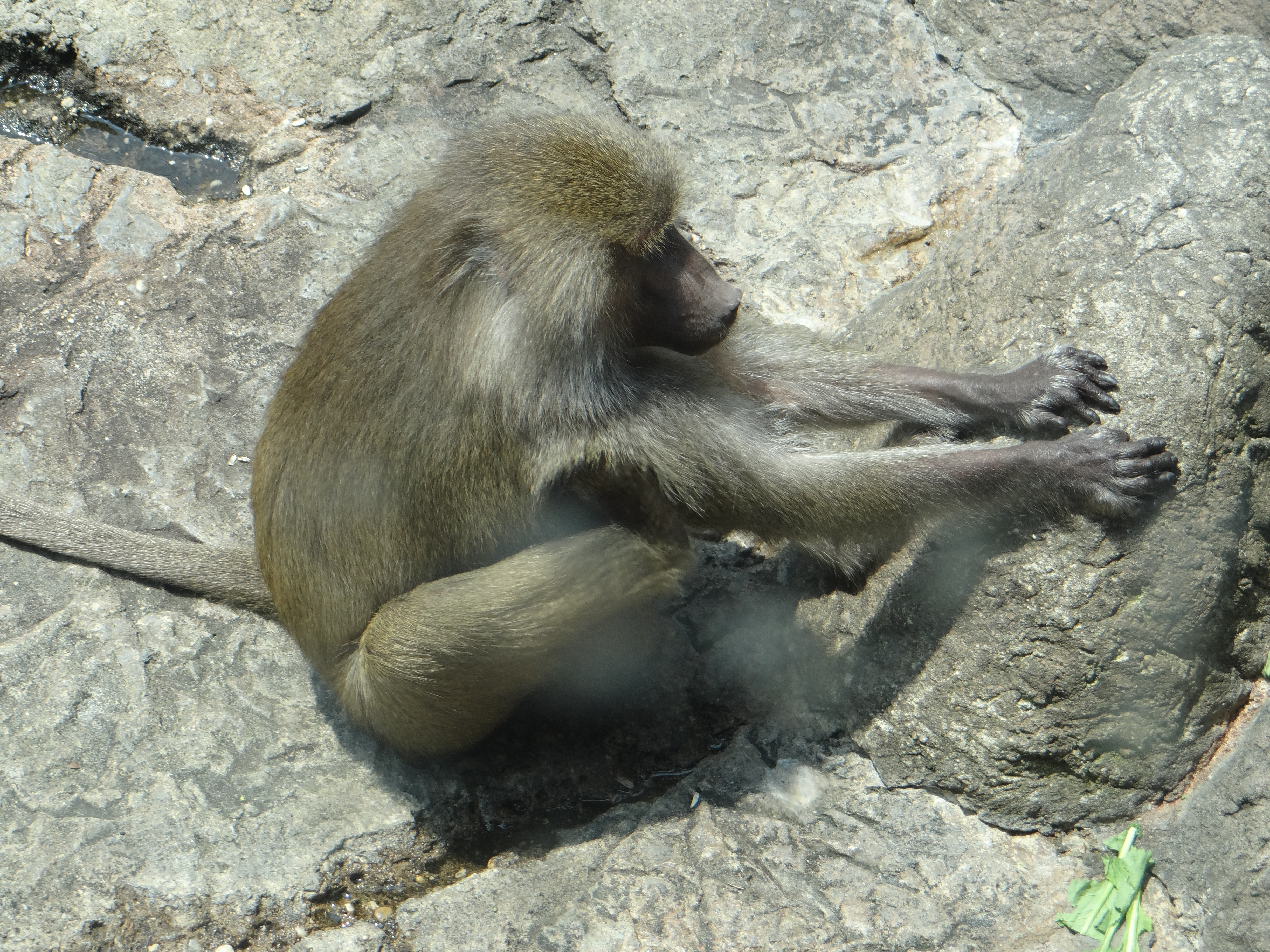 adult female baboon