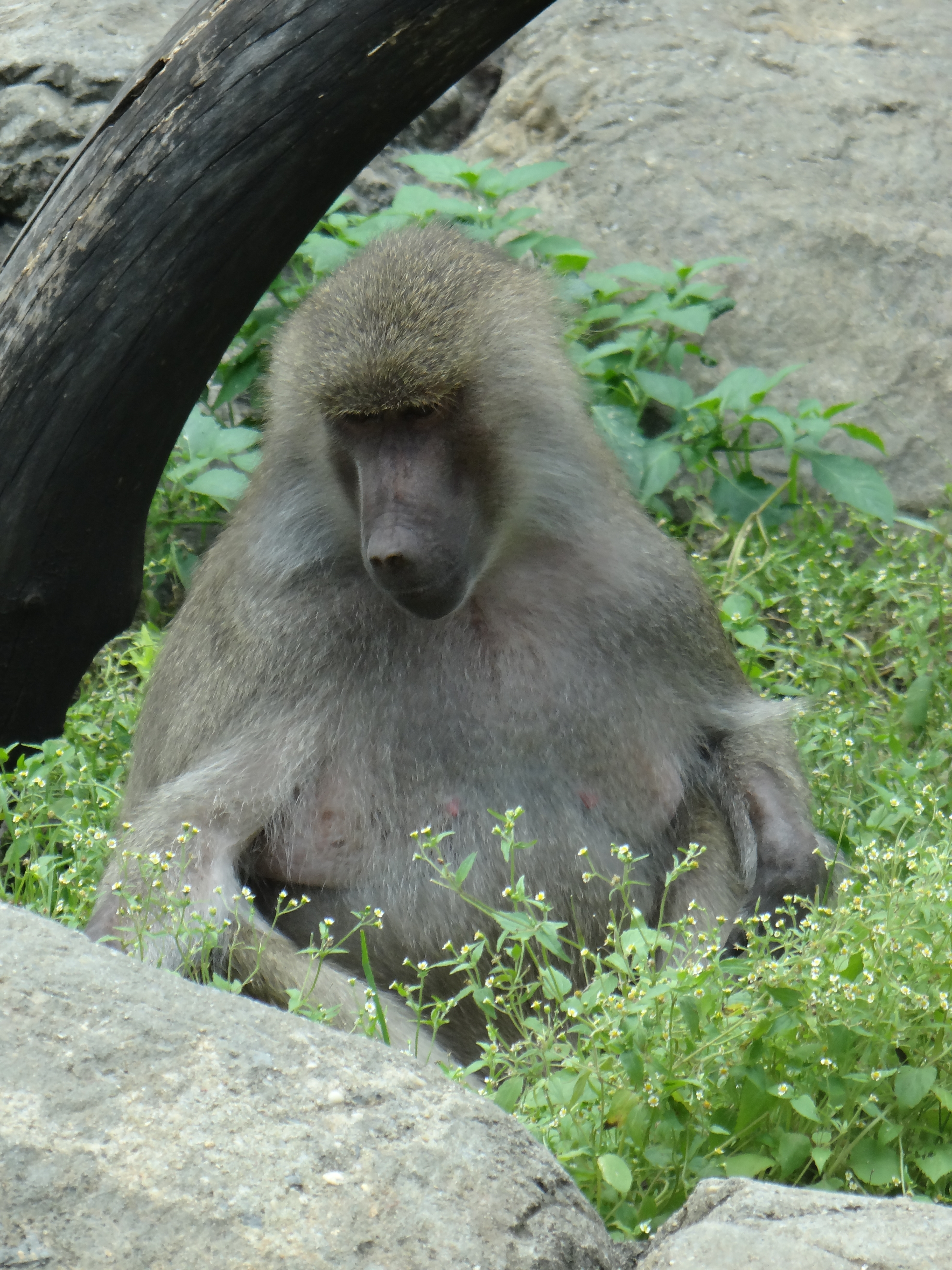 adult female baboon