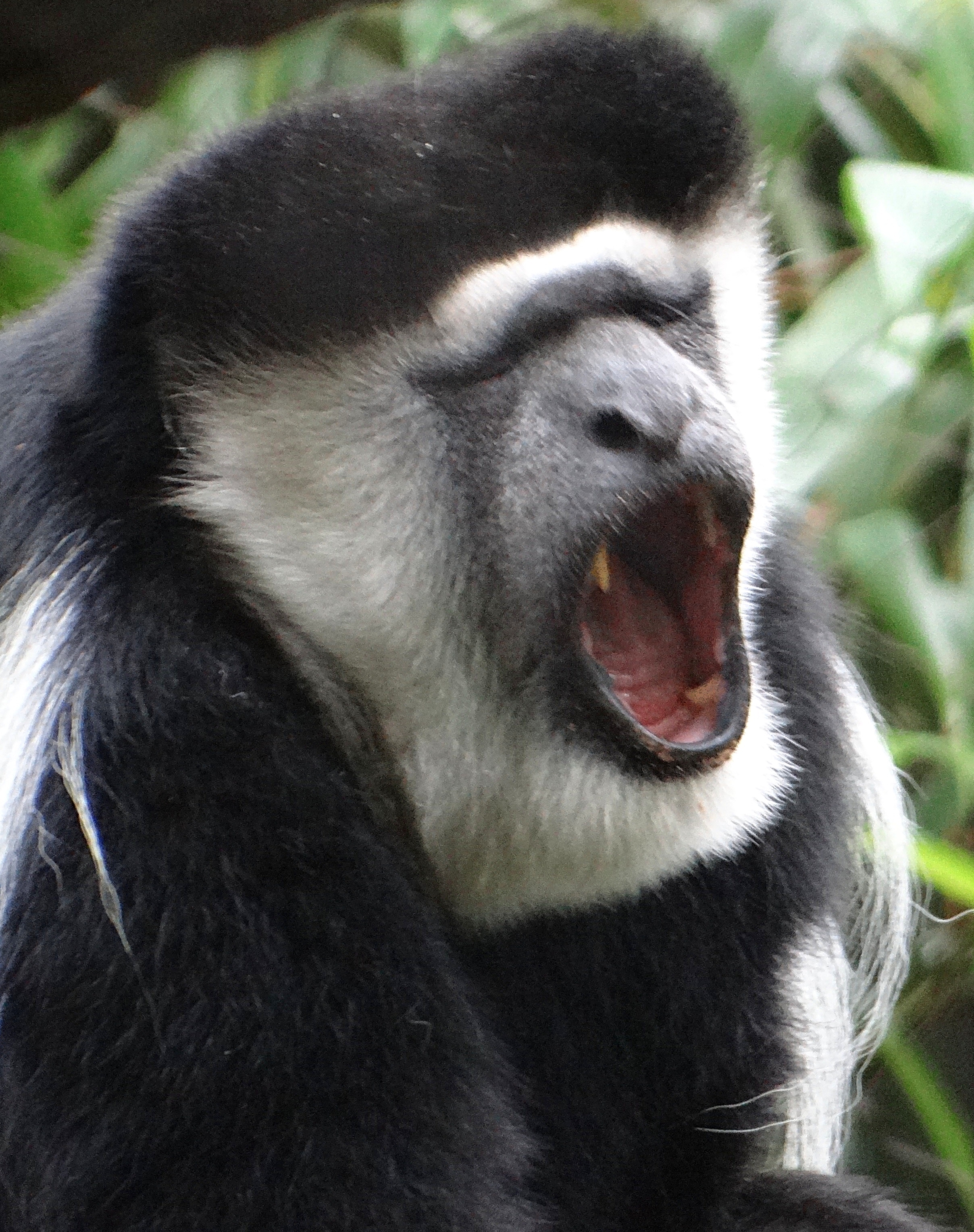 Colobus Monkey yawning, canine teeth