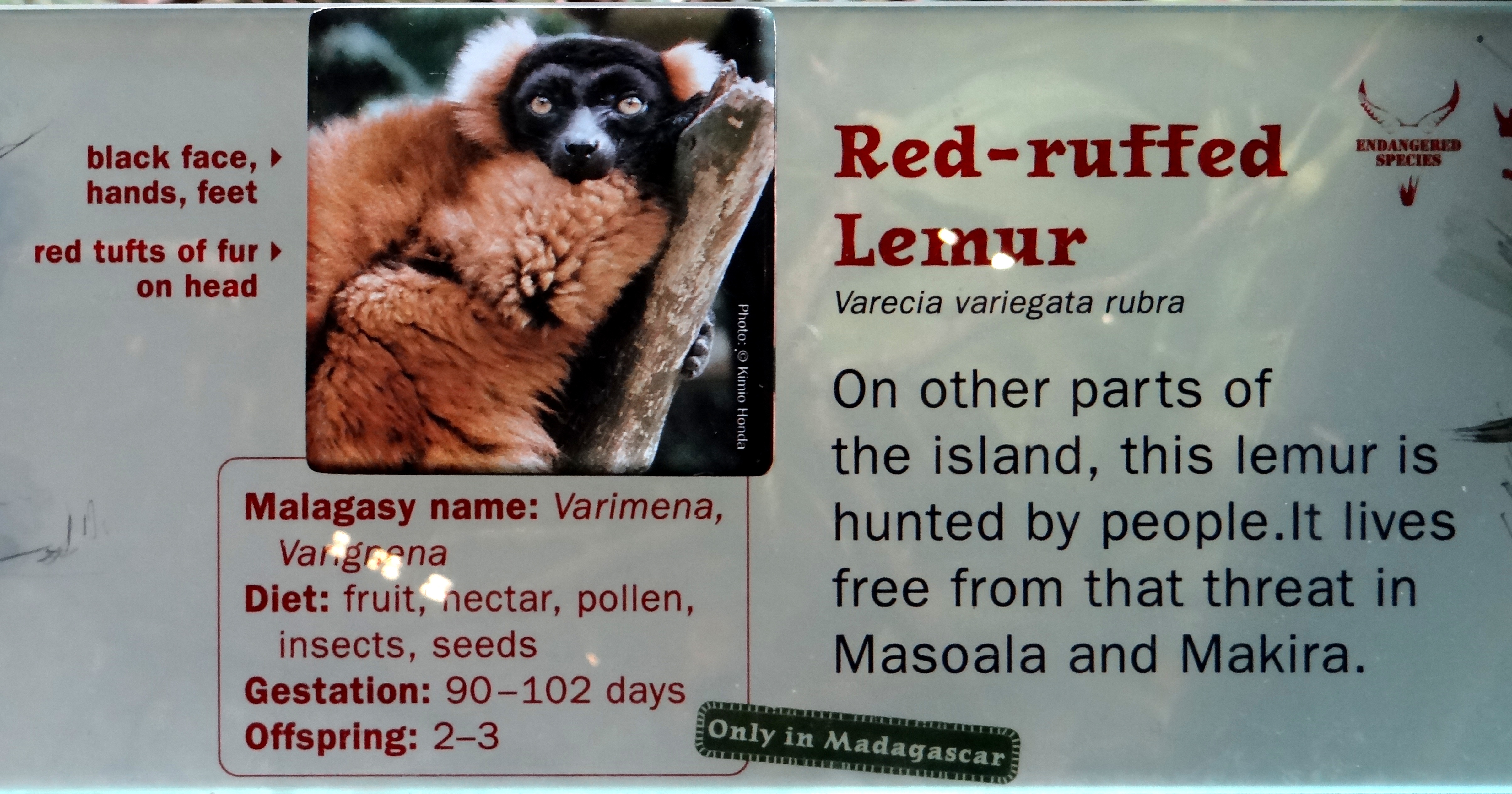 Red-ruffed lemur sign at Bronx Zoo