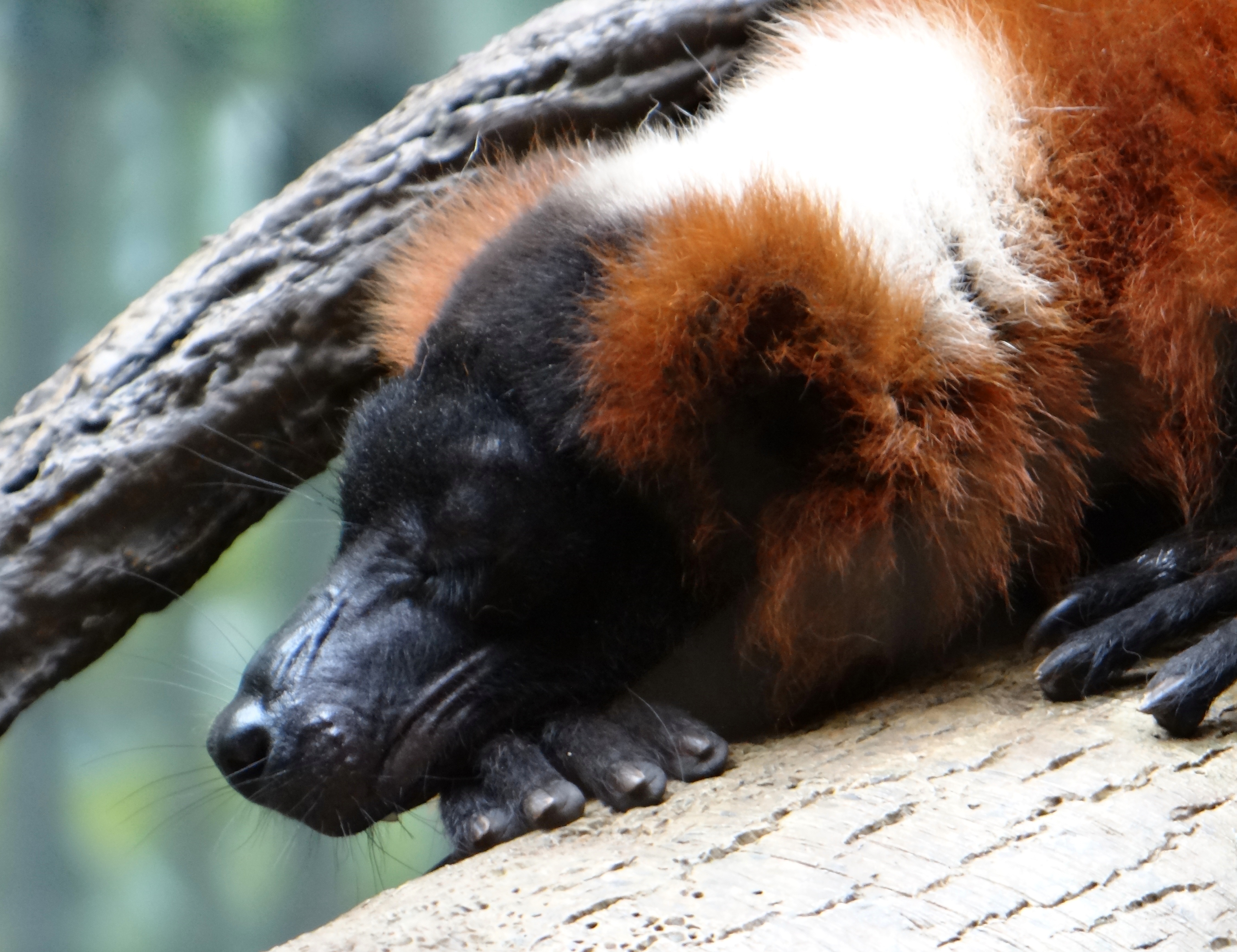 Red-ruffed lemur at Bronx Zoo