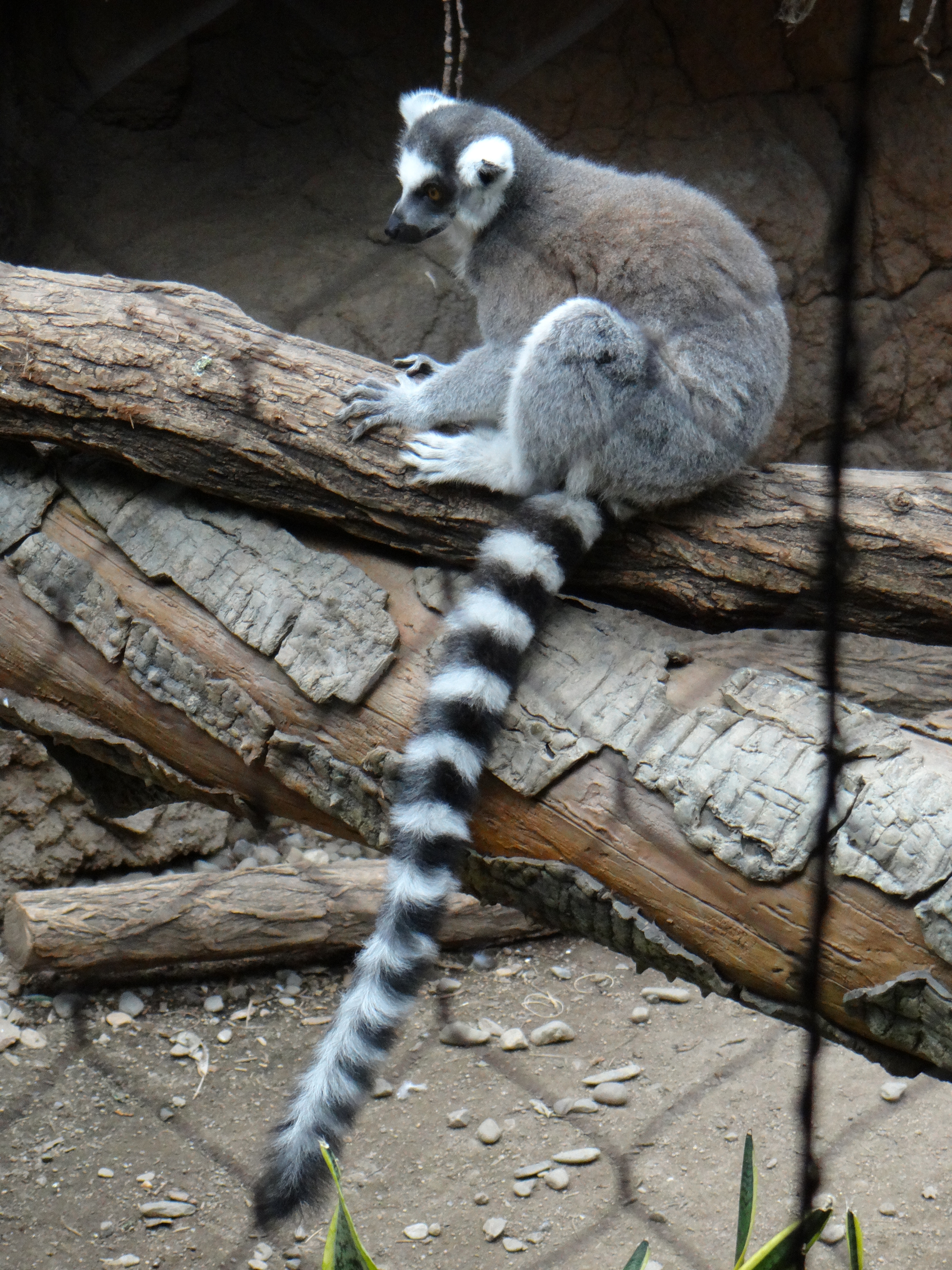 Ring-tailed Lemur in the Madagascar Exhibit