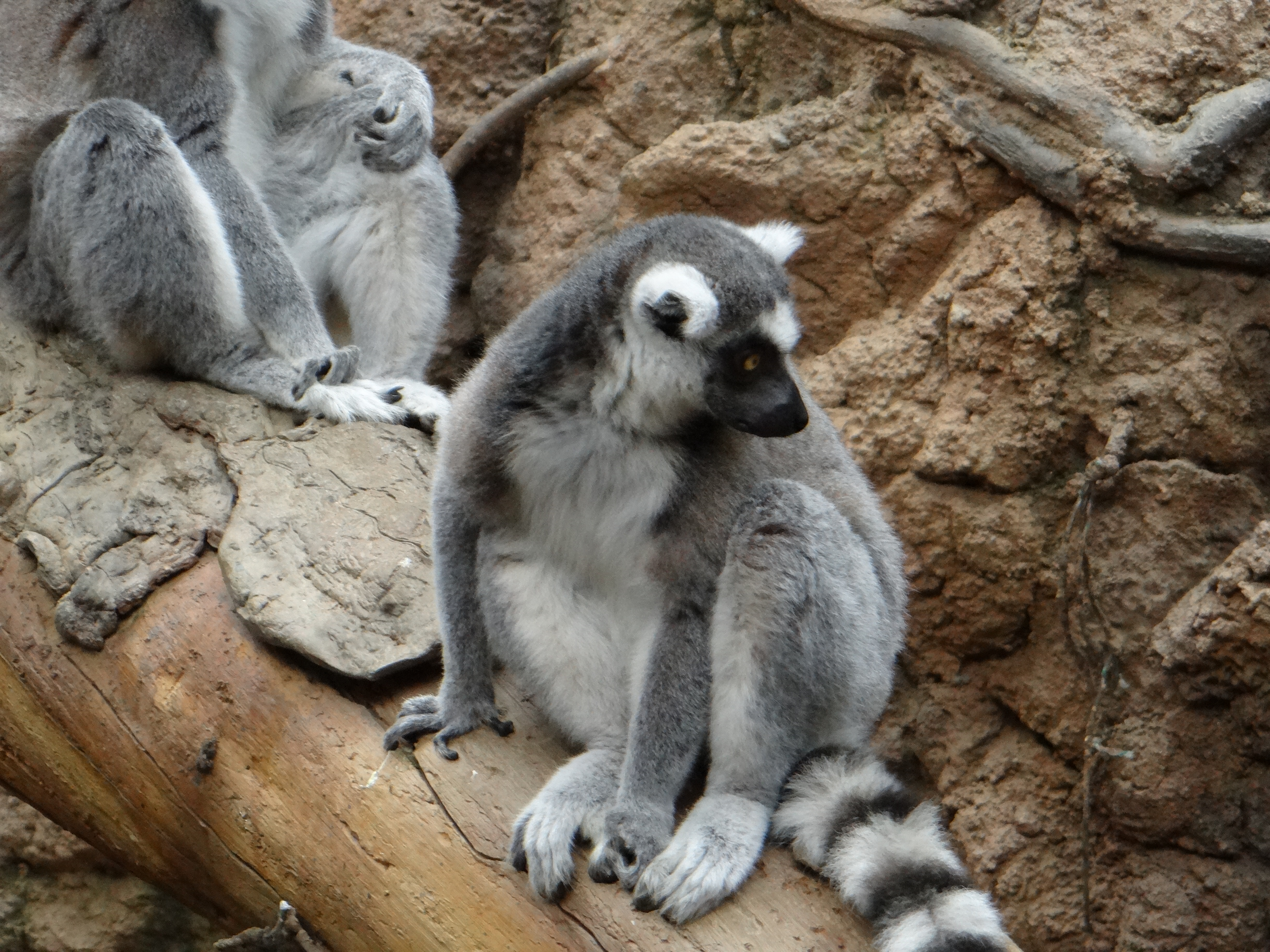 Ring-tailed Lemur at the Bronx Zoo