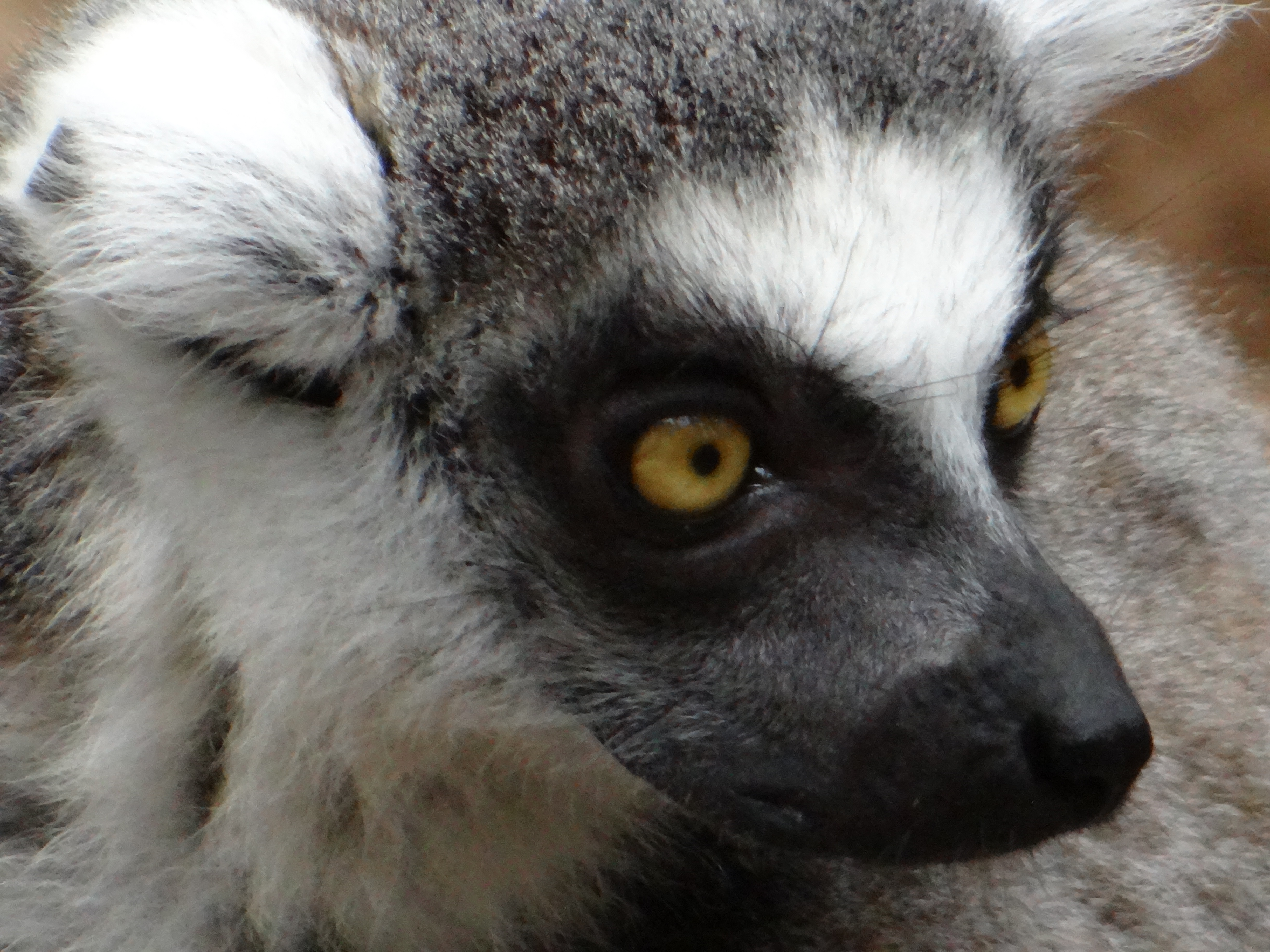 Ring-tailed Lemur at the Bronx Zoo