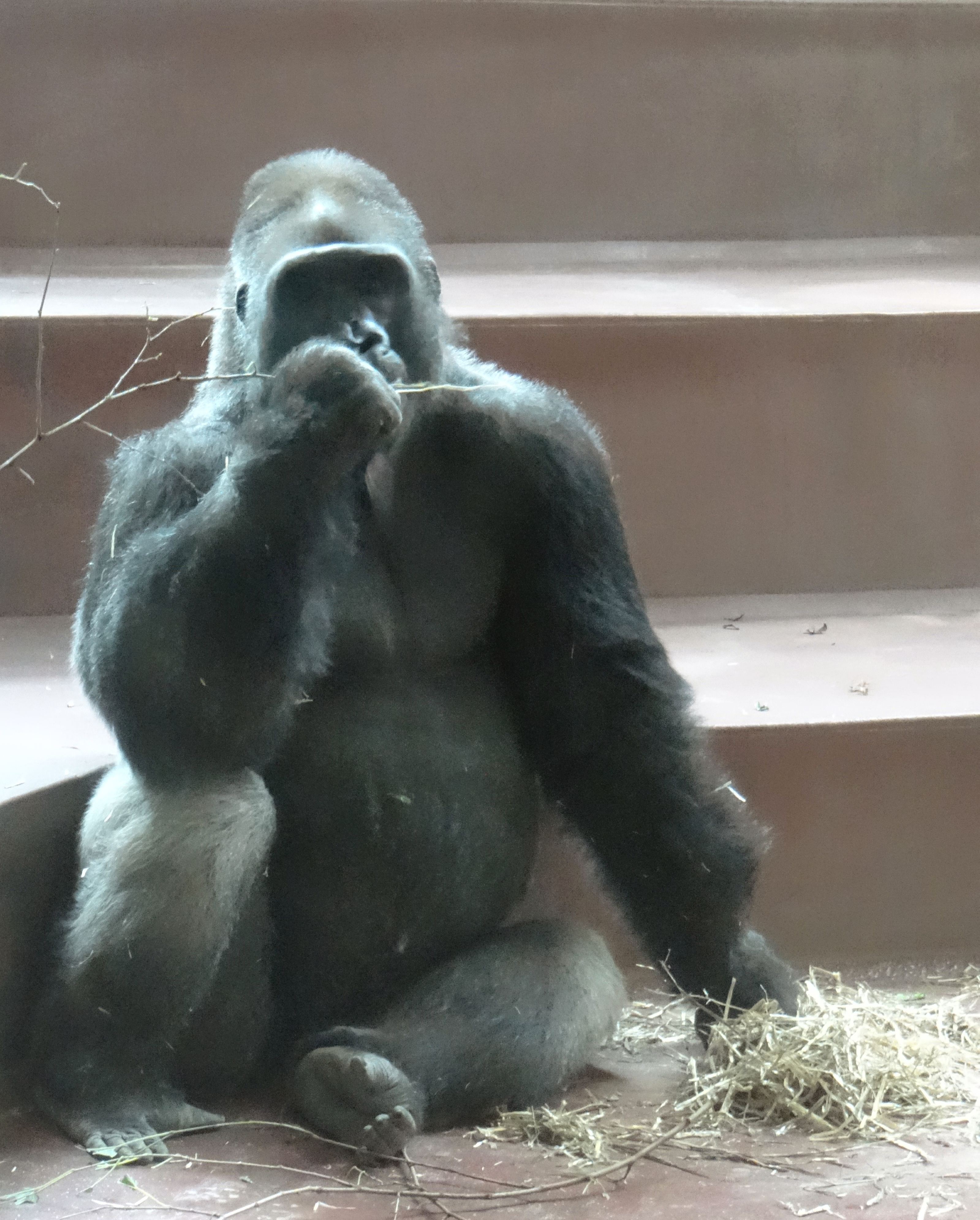 Gorilla at the Philadelphia Zoo