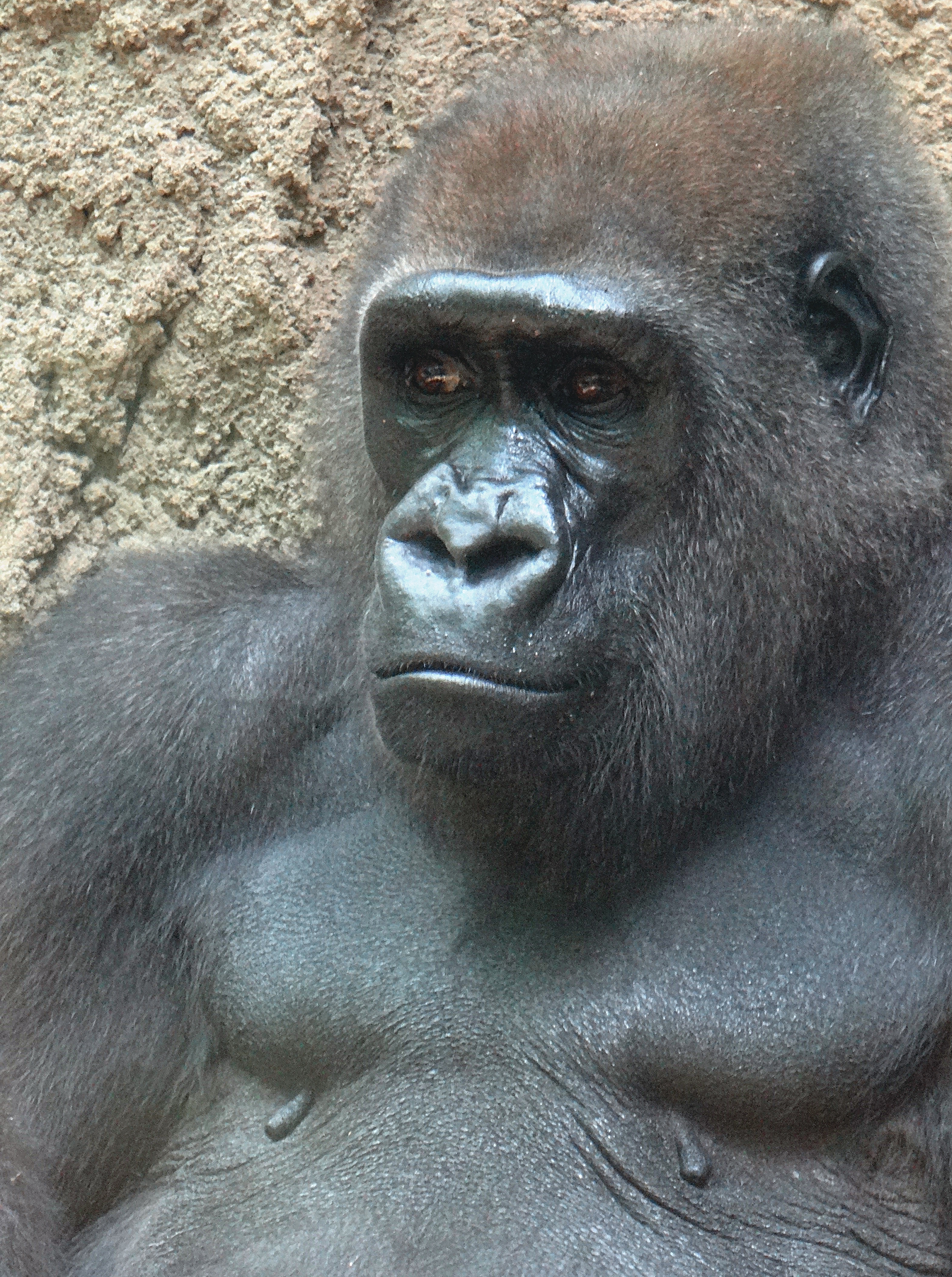 Gorilla at the Bronx Zoo
