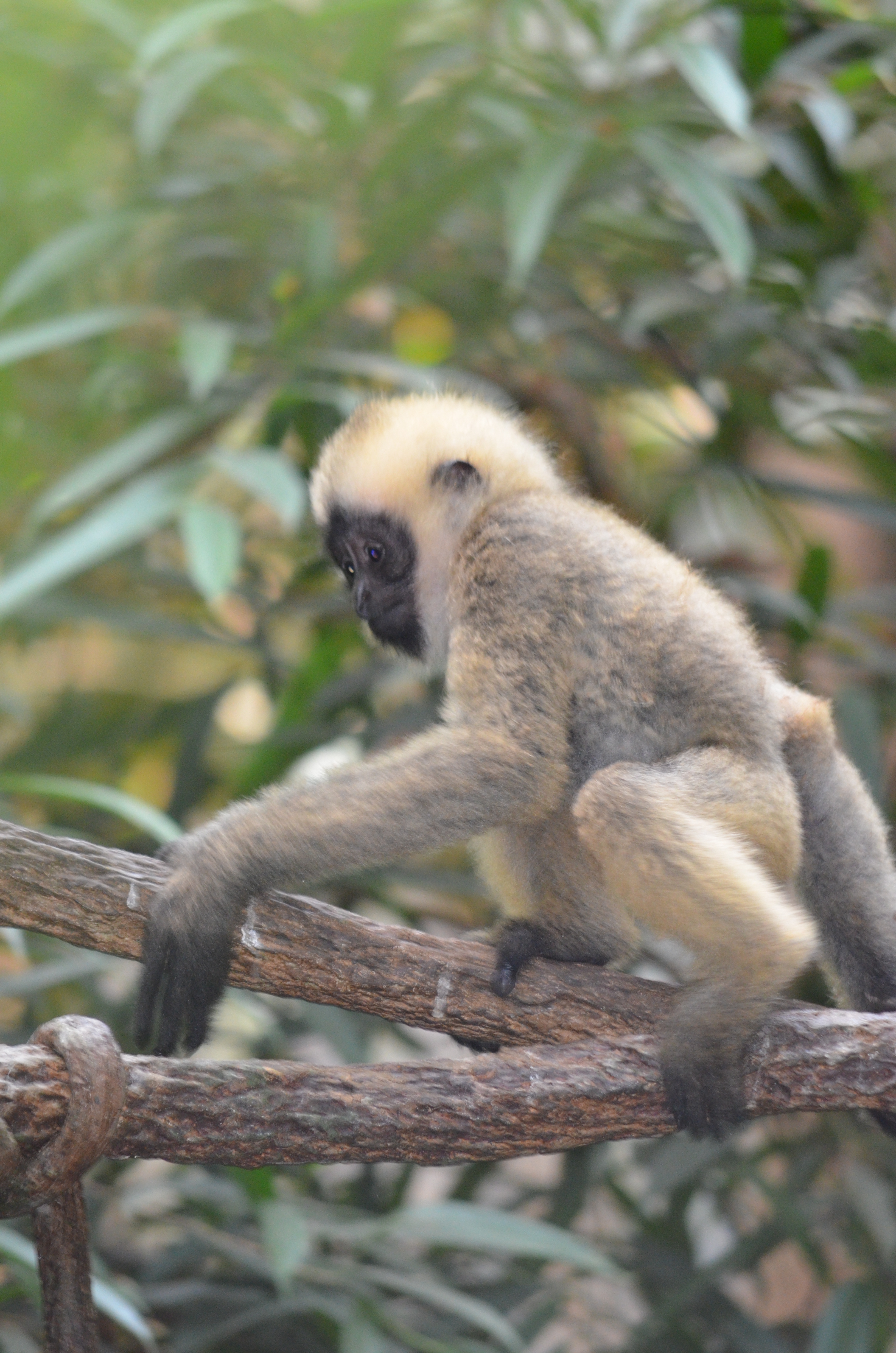 young White-cheeked Gibbon