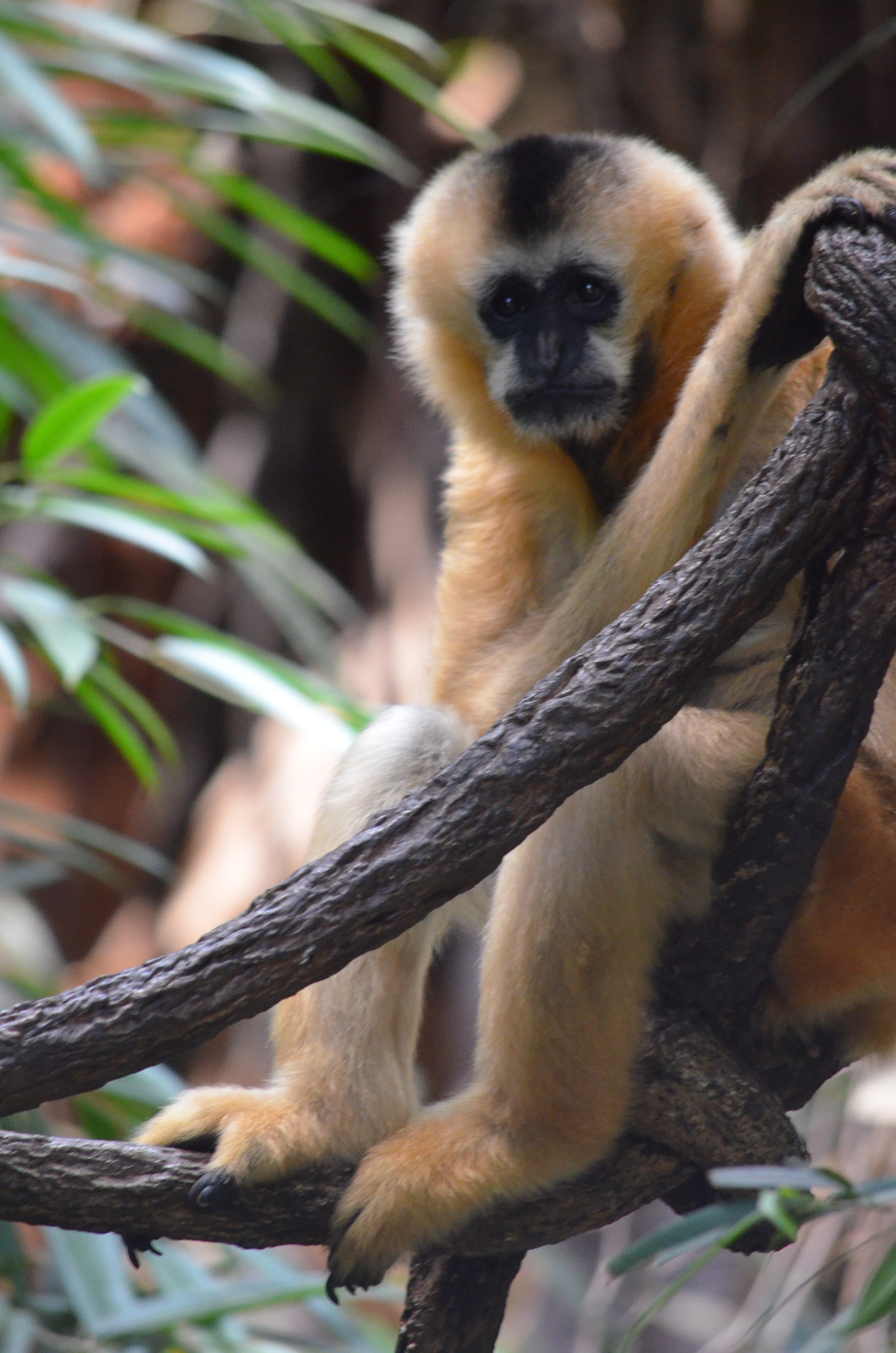 female White-cheeked Gibbon