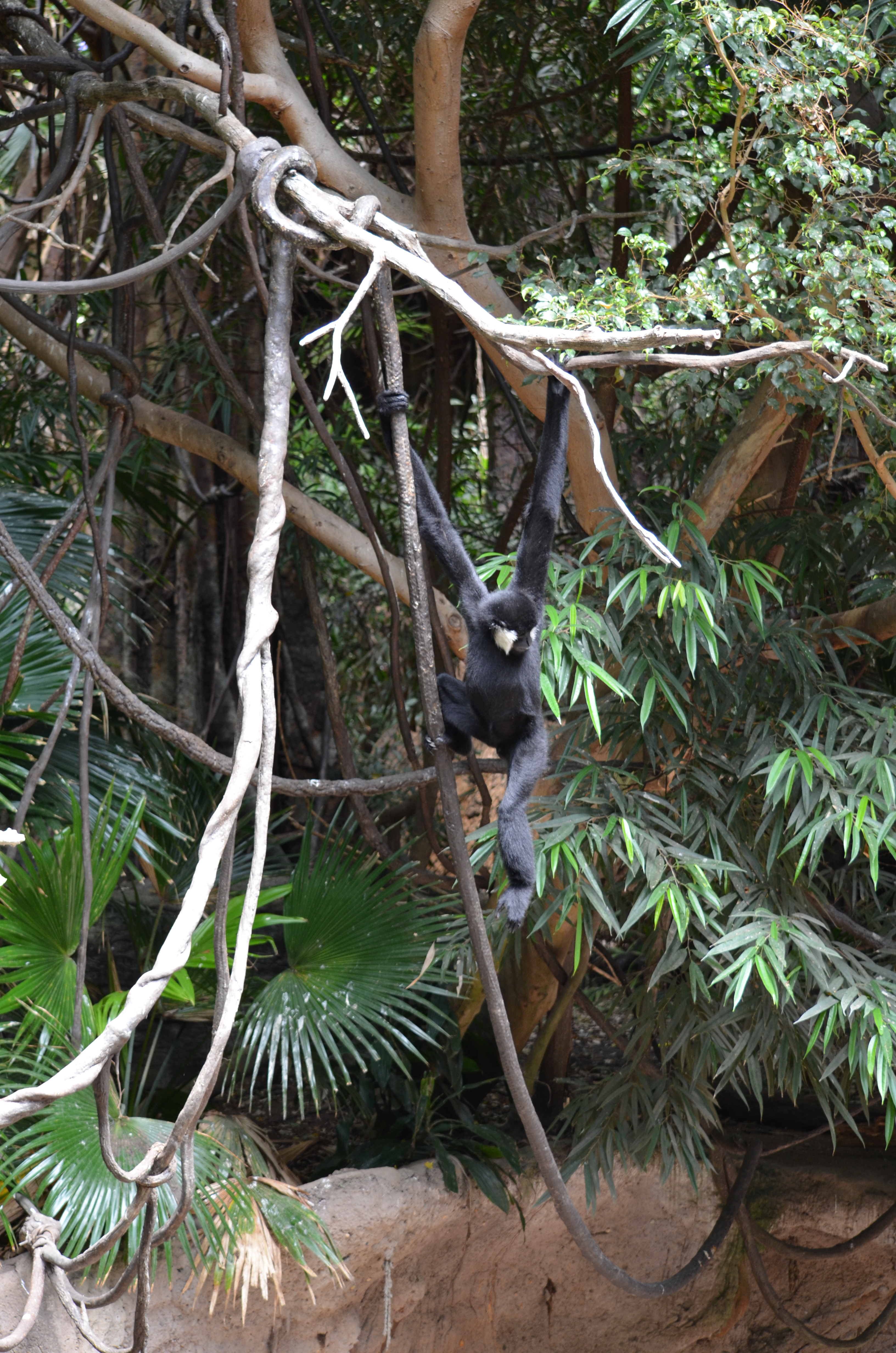 Gibbon in Jungle World