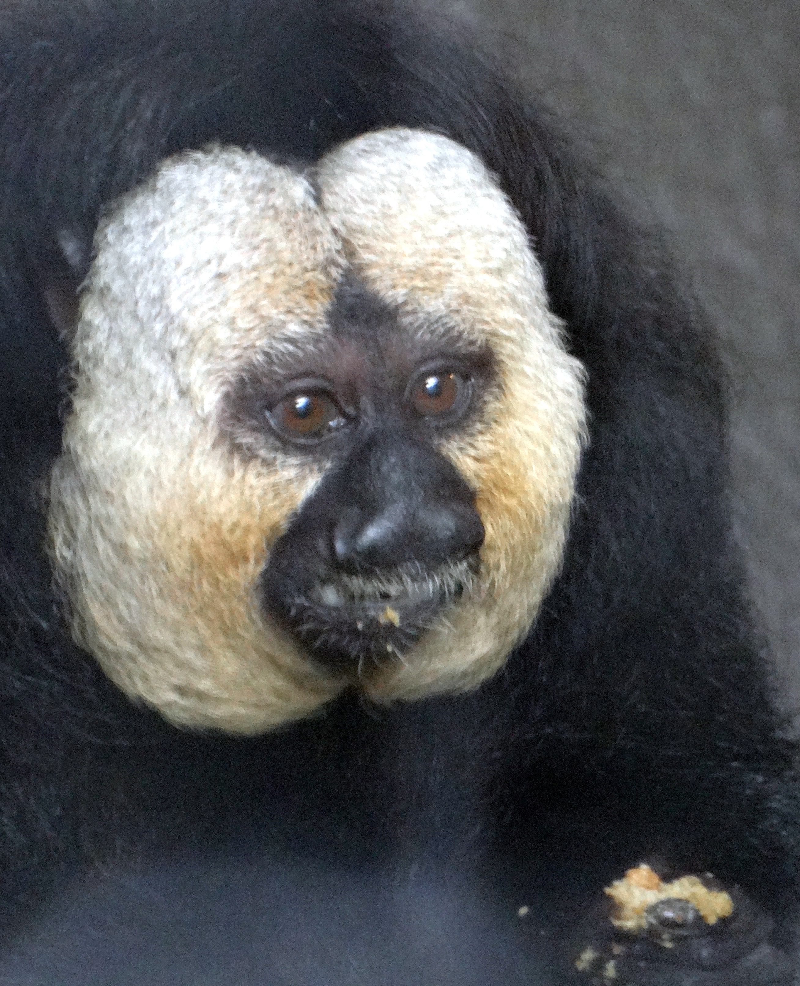 White-faced Saki Monkey at Bronx Zoo