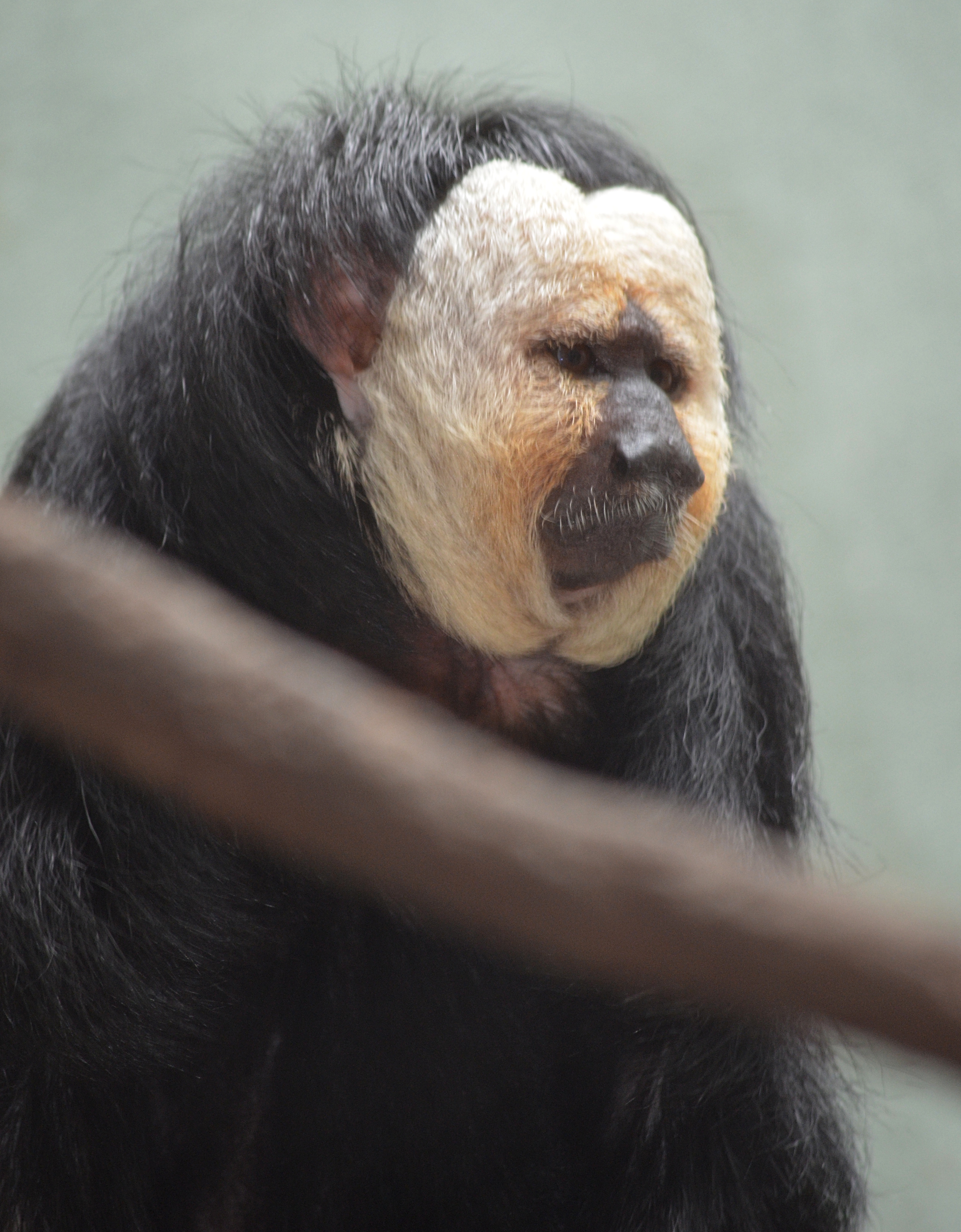 male White-faced Saki at Bronx Zoo