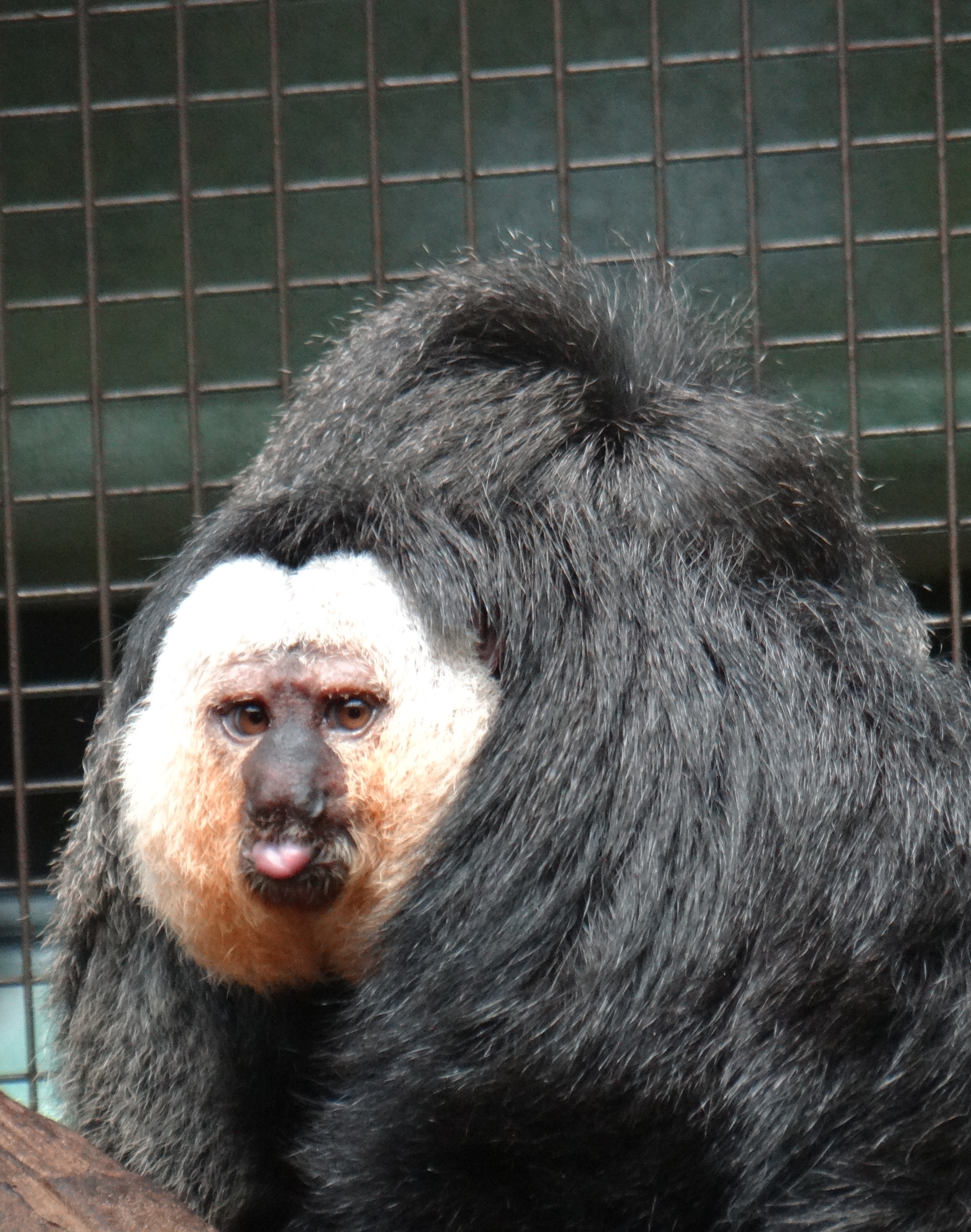 White-faced Saki Monkey at Beardsley Zoo