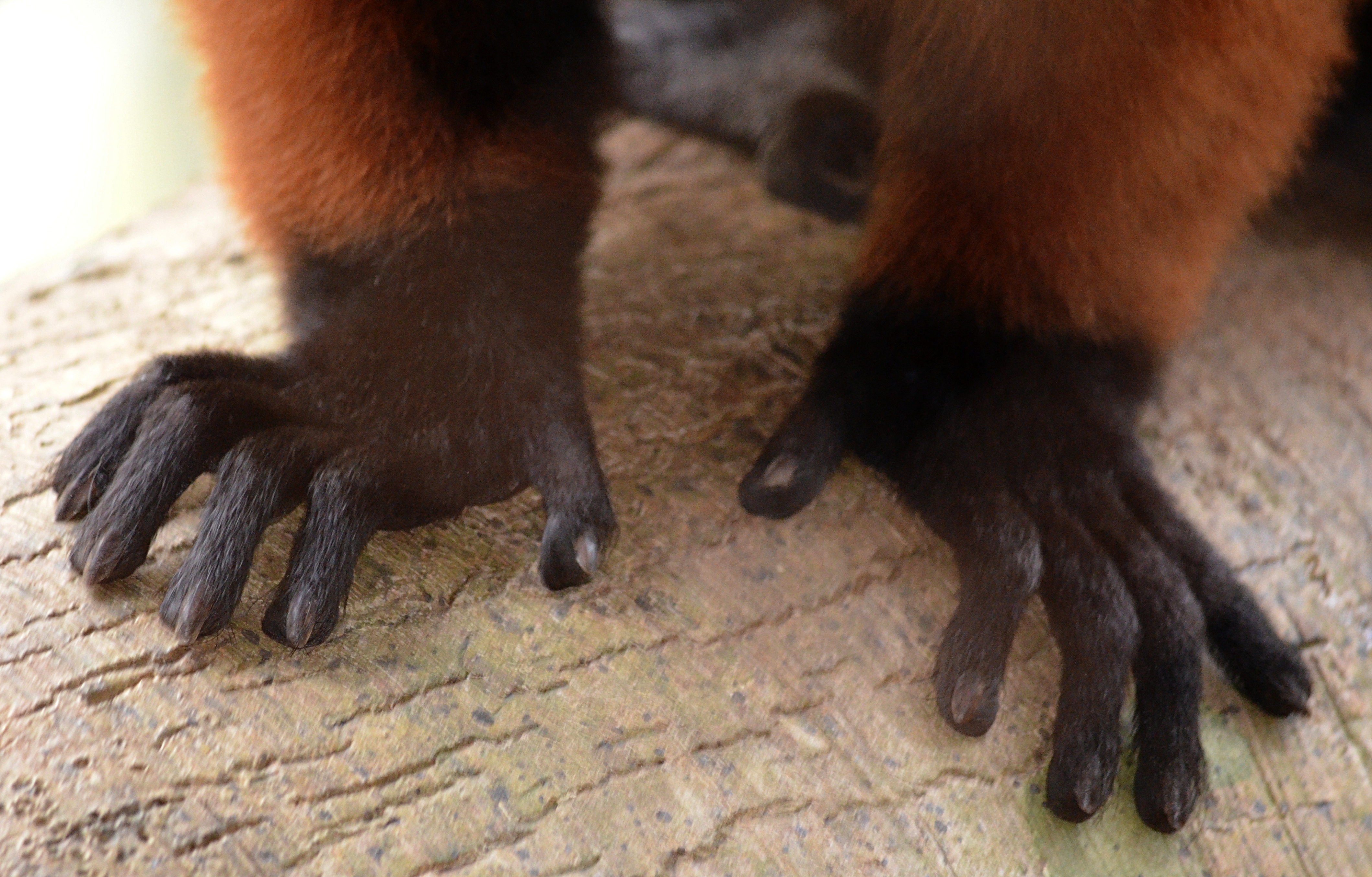 Red ruffed Lemur hands