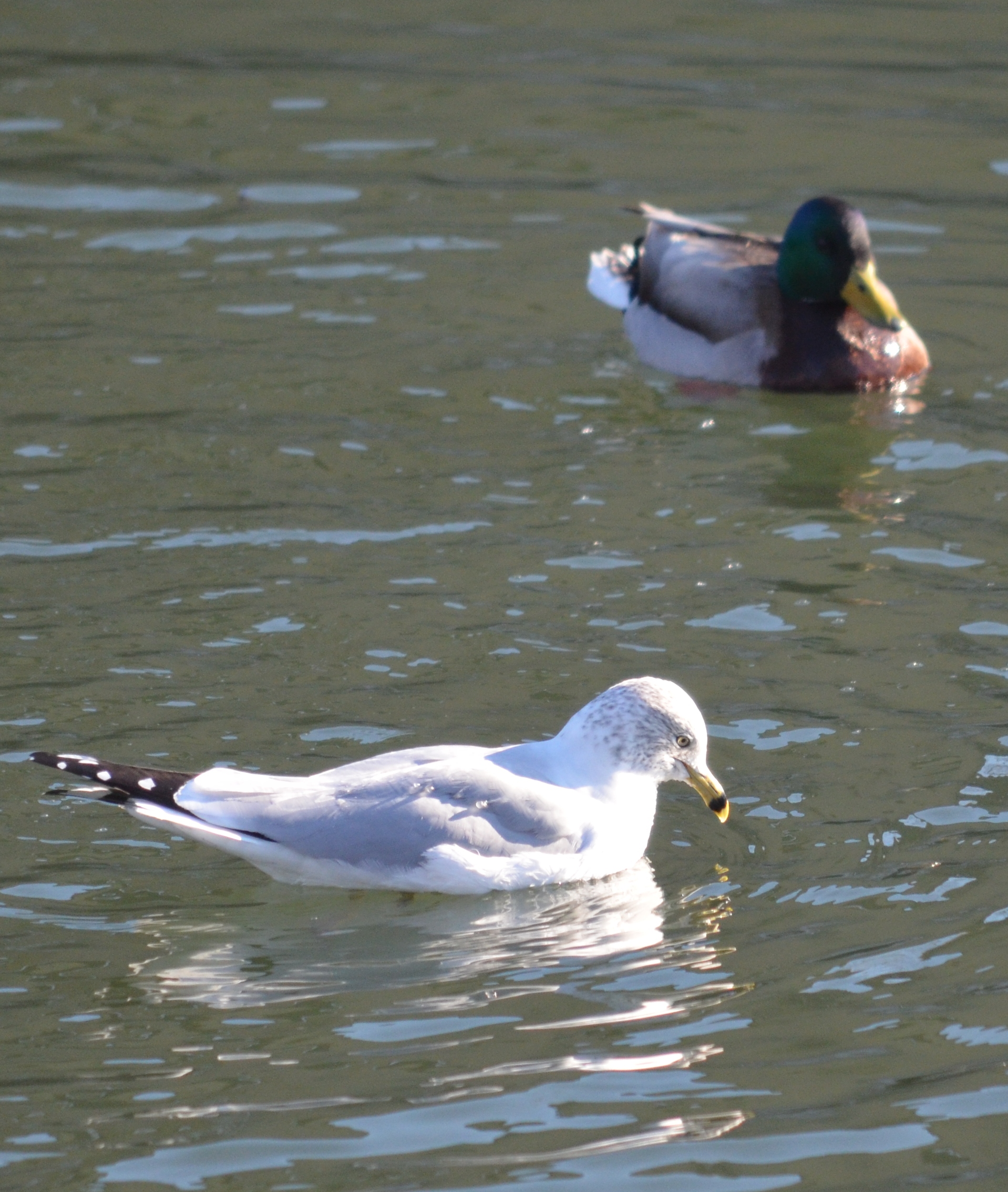 Ring-billed Gull and Mallard