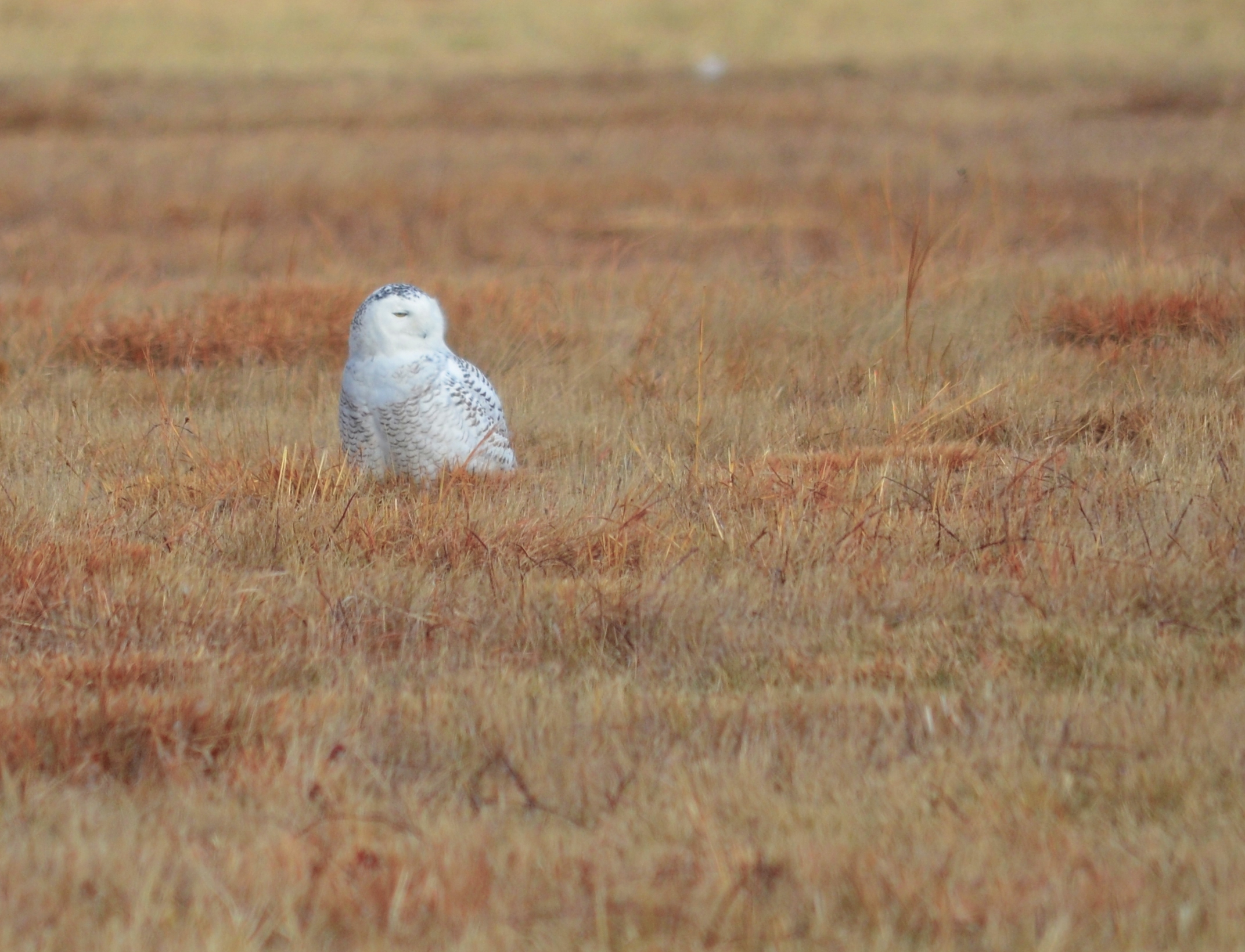 Snowy Owl at Floyd Benne