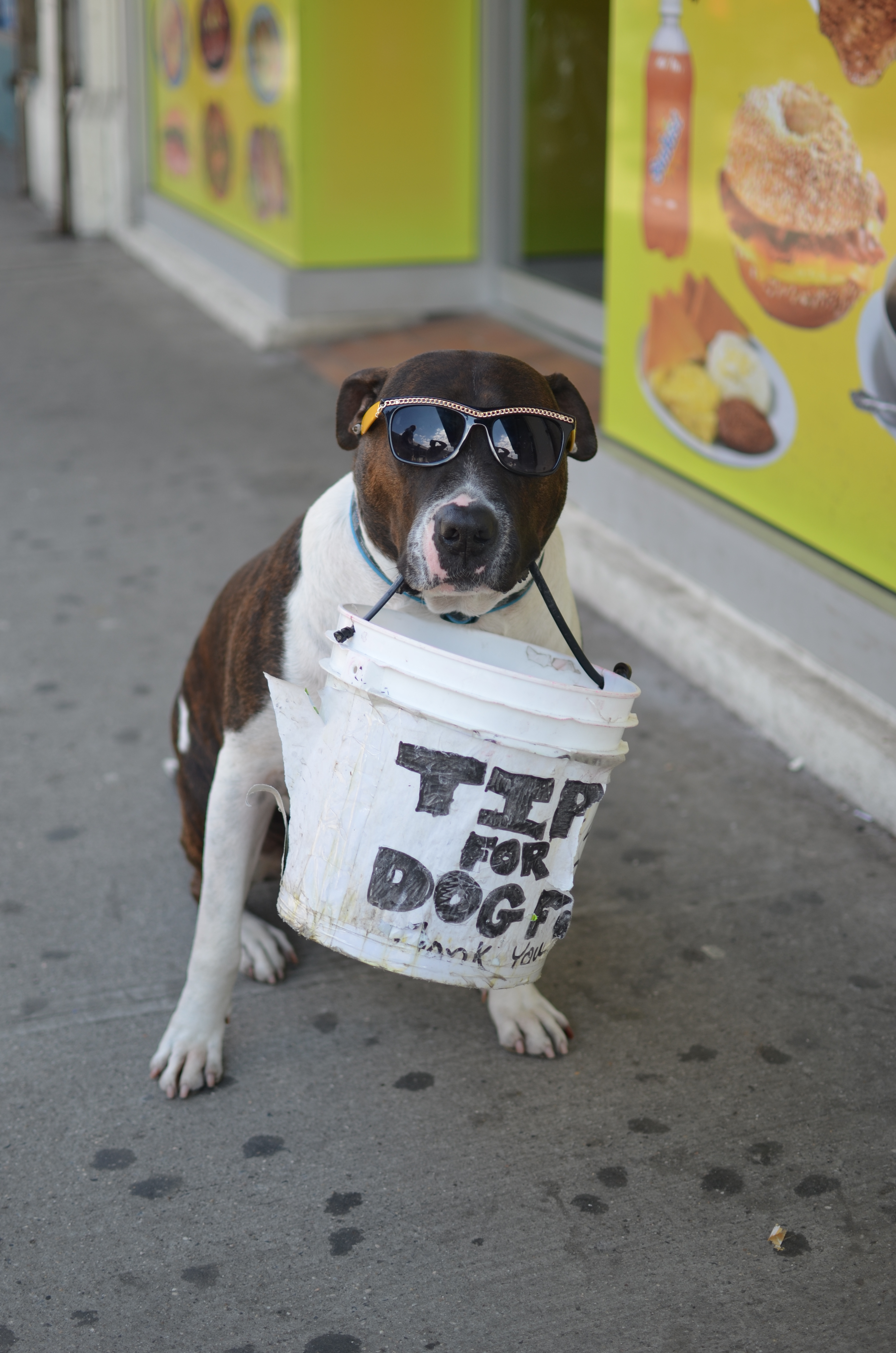 dog with sunglasses and bucket